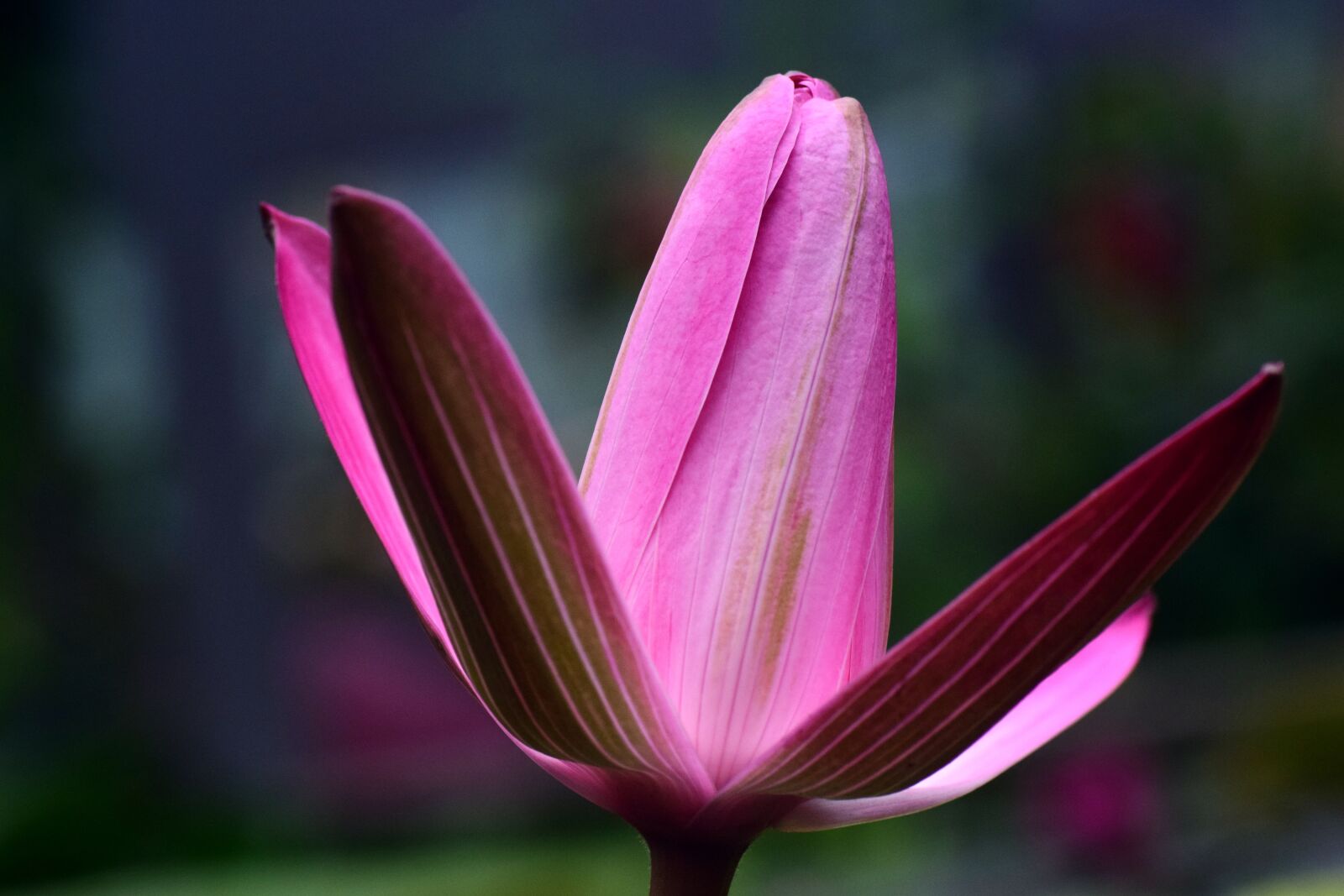 Nikon D3300 sample photo. Water lily, nuphar lutea photography