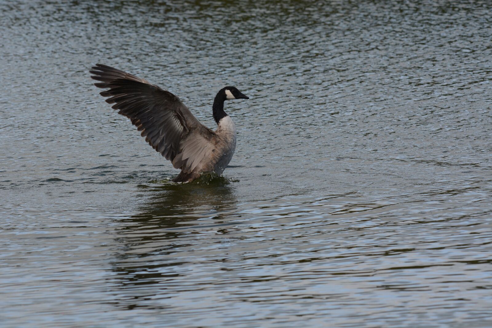 Nikon D7100 sample photo. Canada, goose, standing photography