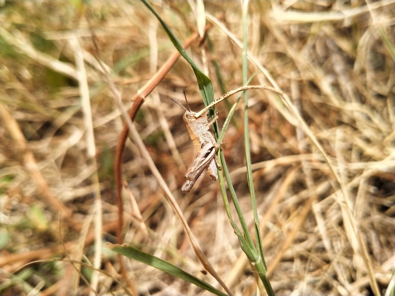 OPPO A5 2020 sample photo. Grasshopper, jumps, good photography