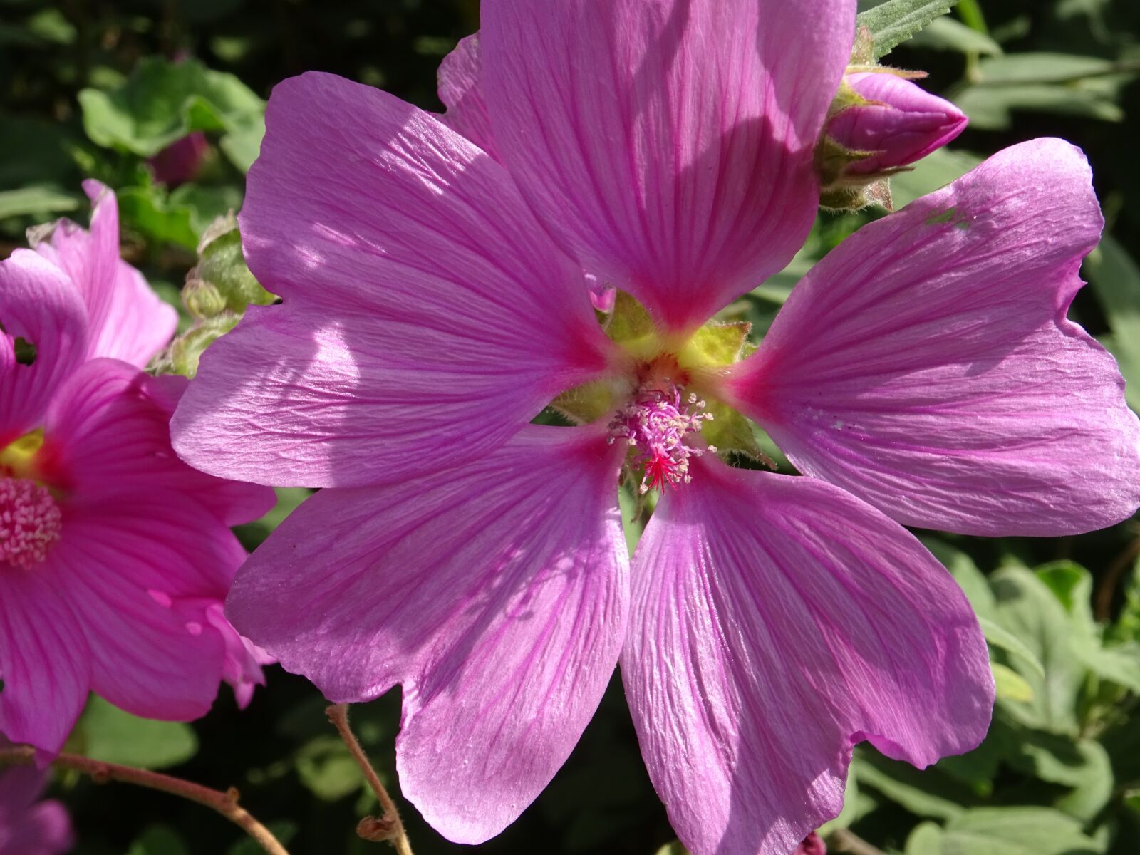 Sony Cyber-shot DSC-WX350 sample photo. Hollyhock, pink, flower photography