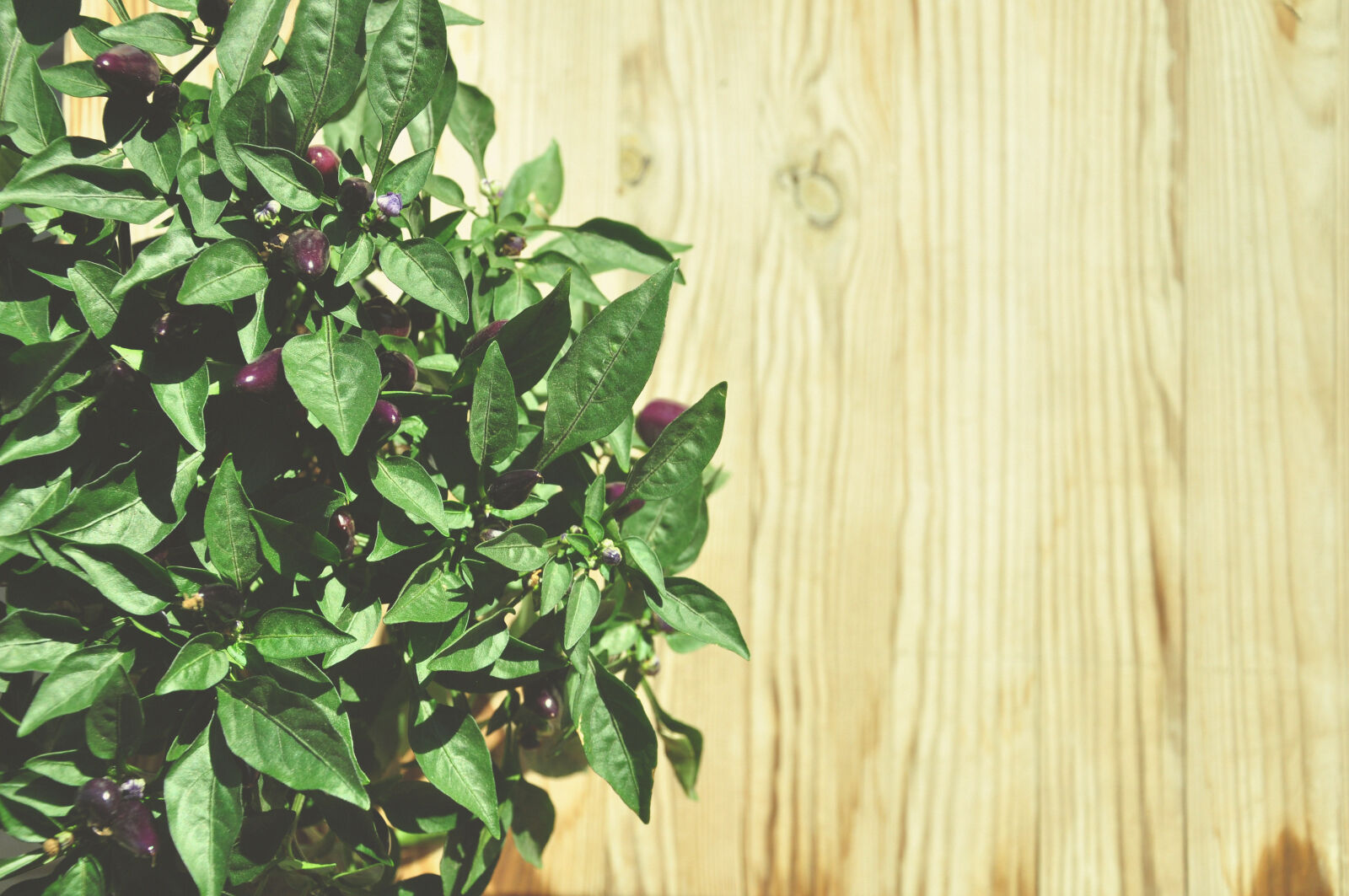 Nikon D90 sample photo. Green, leaf, plant photography