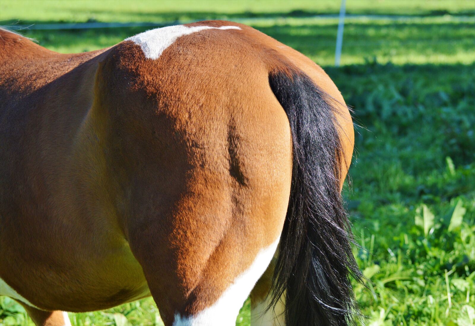 Nikon D3200 sample photo. Horse, tail, butt photography