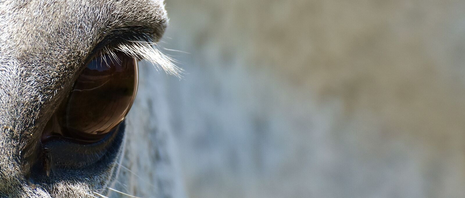 Nikon D7200 sample photo. Horse, mold, pony photography