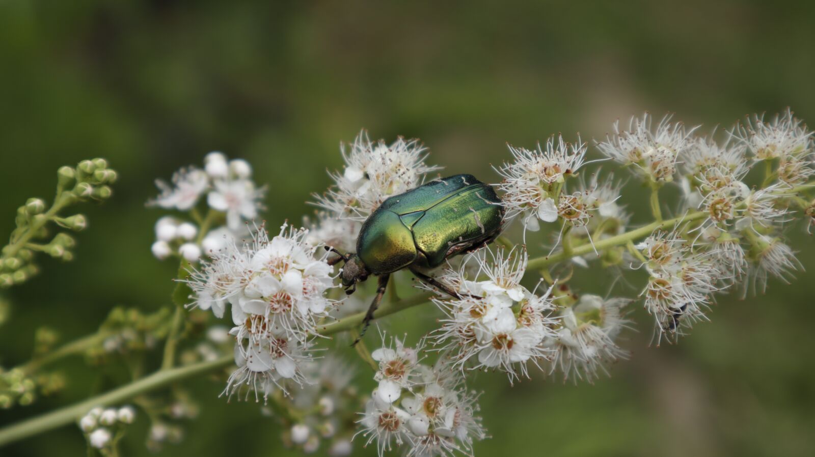 Canon EOS M50 (EOS Kiss M) sample photo. Kruszczyca, złotawka, nature photography