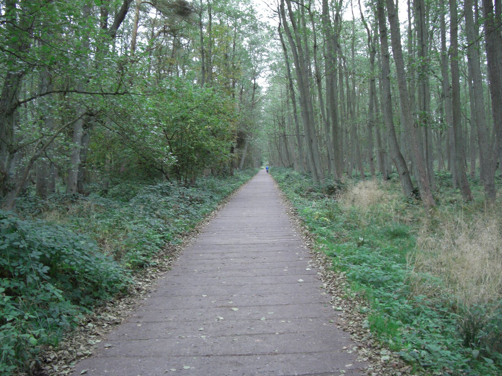 CASIO EX-Z1200 sample photo. Nature, away, trees photography