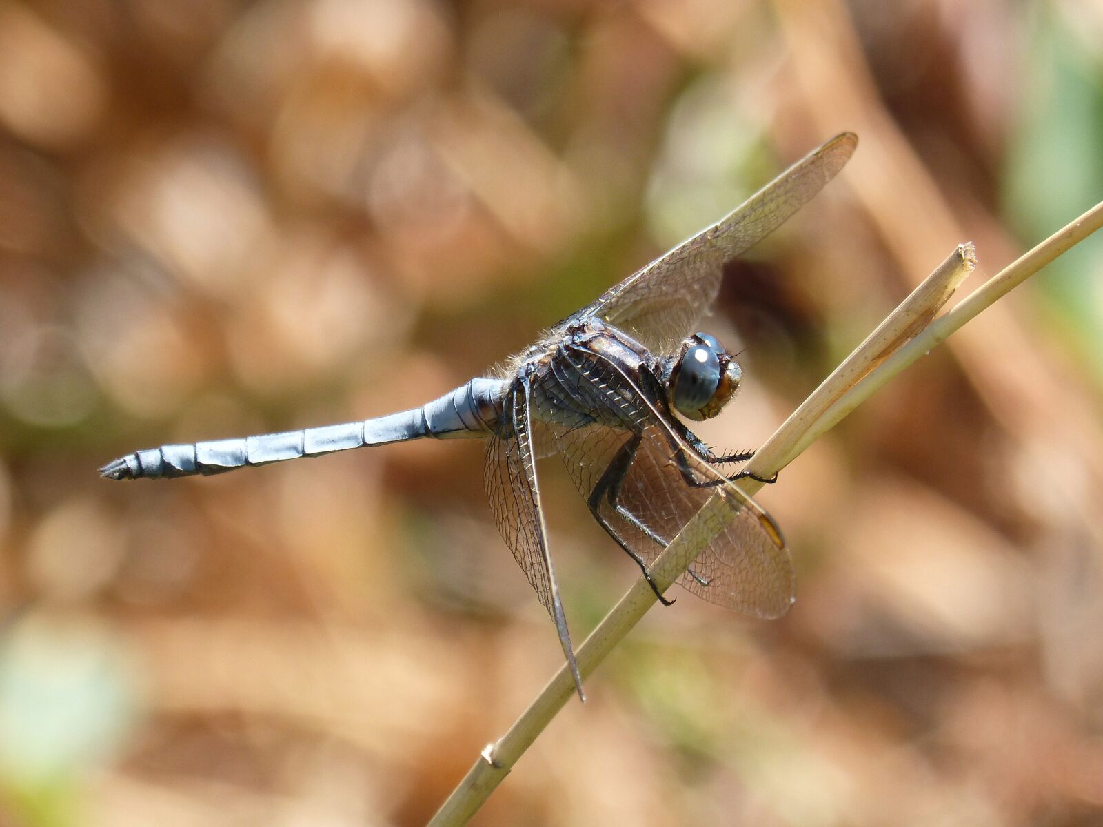 Panasonic DMC-FZ62 sample photo. Blue dragonfly, leaf, wetland photography