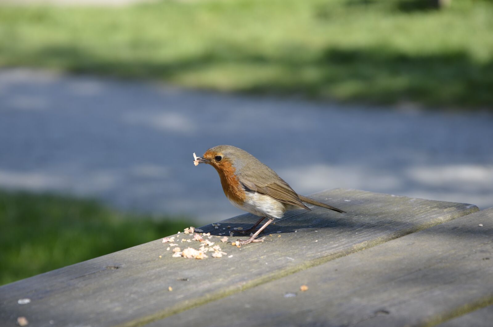 Nikon D7000 sample photo. Robin, bird, red photography