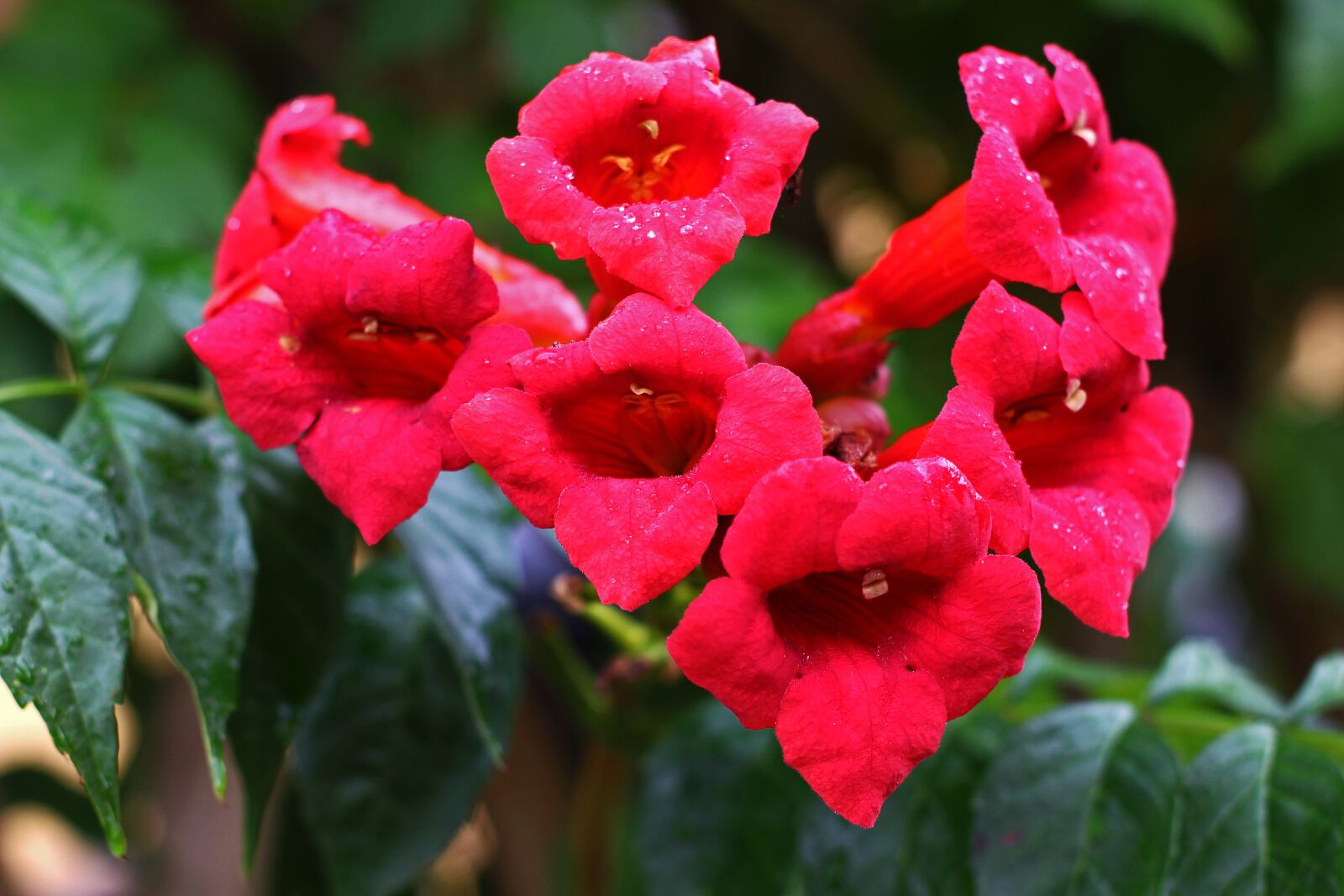 Canon EOS 700D (EOS Rebel T5i / EOS Kiss X7i) sample photo. Stans, climber plant, funnel photography