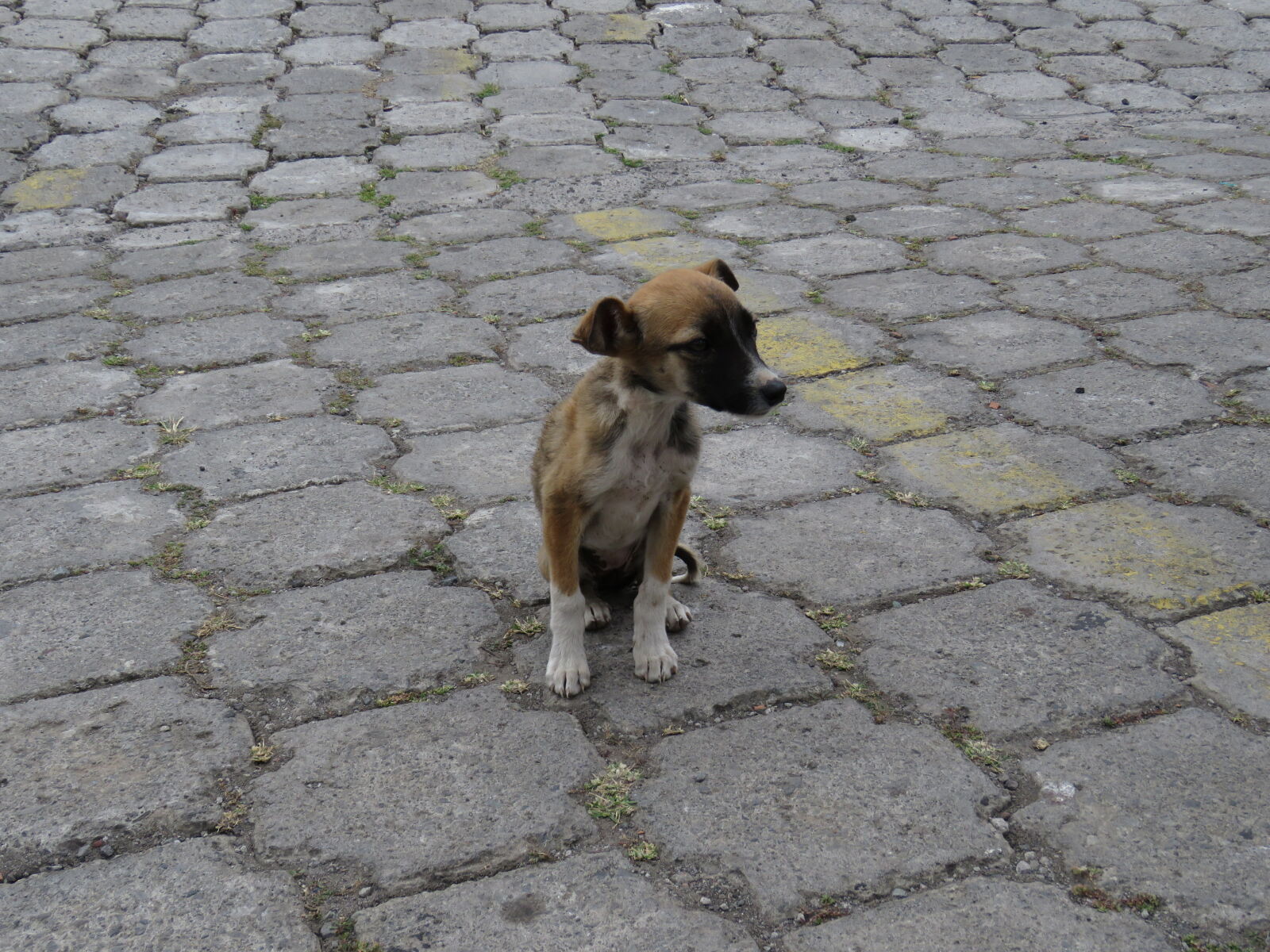 Canon PowerShot SX60 HS sample photo. Dog, homeless, sad photography