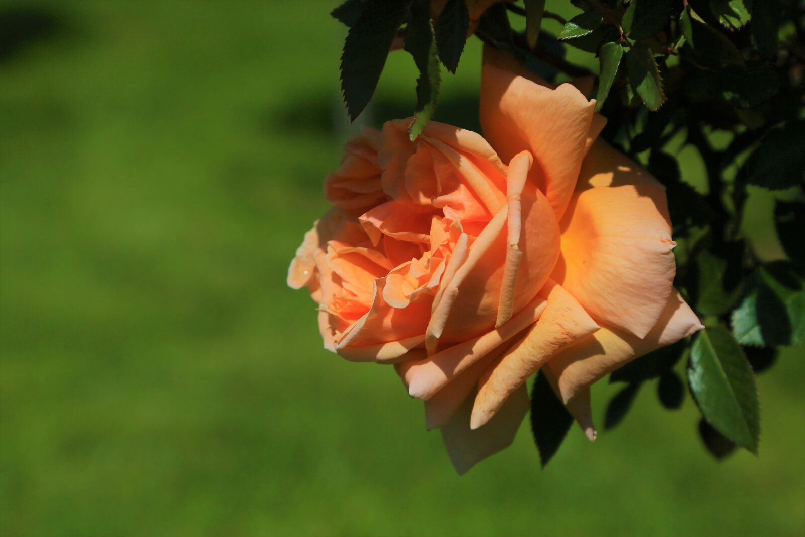 Canon EF 24-105mm F4L IS USM sample photo. Rose, orange, nature photography