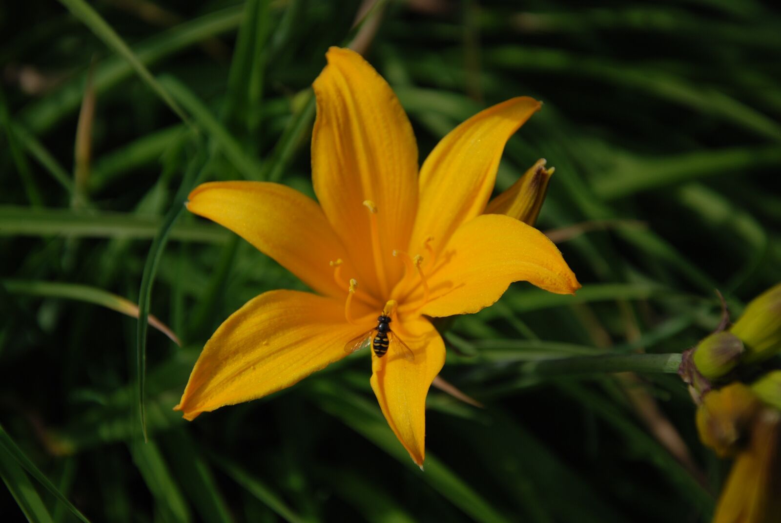 Nikon D80 sample photo. Spring, flower, garden photography