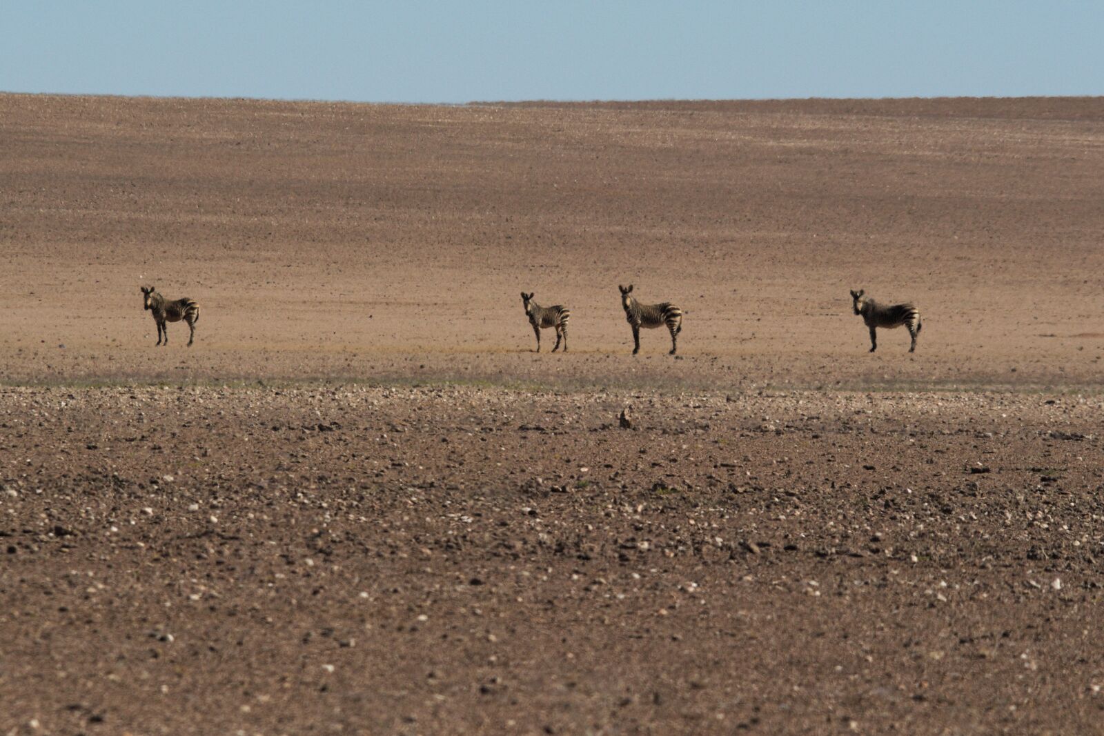 Nikon D5100 sample photo. Zebras, desert, heat photography