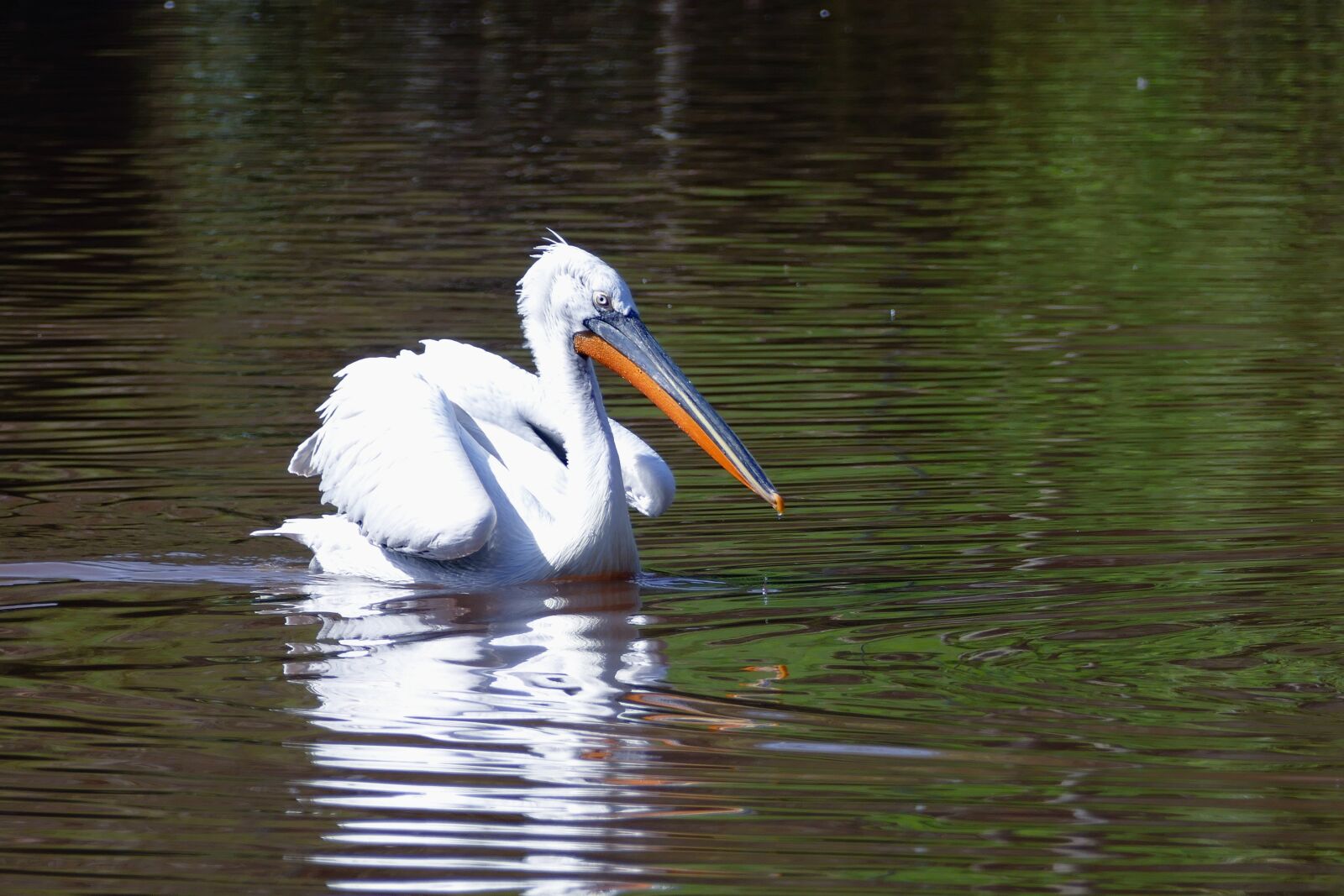 Panasonic Lumix DMC-FZ1000 sample photo. Bird, pelican, animal photography