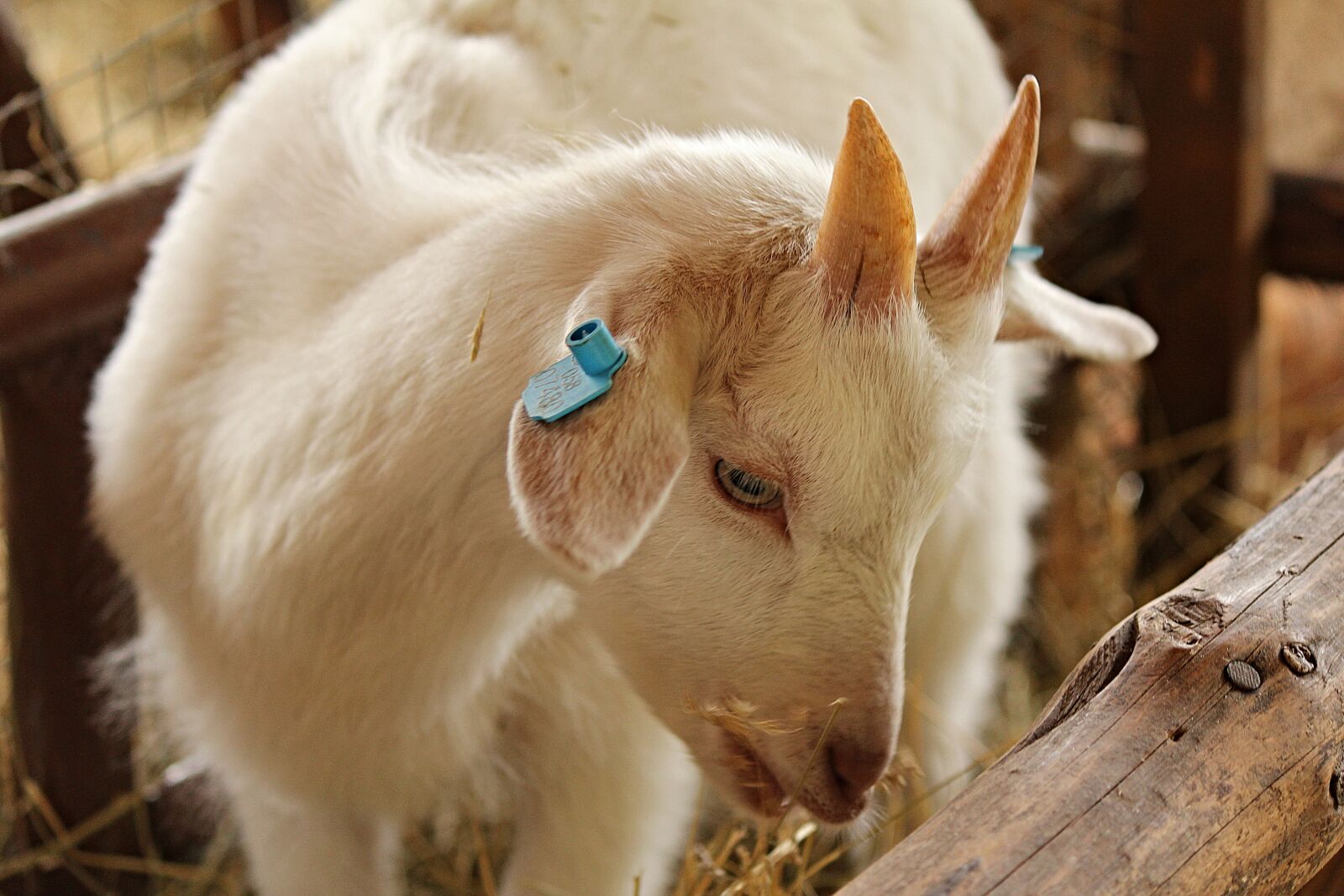 Canon EOS 1200D (EOS Rebel T5 / EOS Kiss X70 / EOS Hi) sample photo. Goat, kid, cub photography