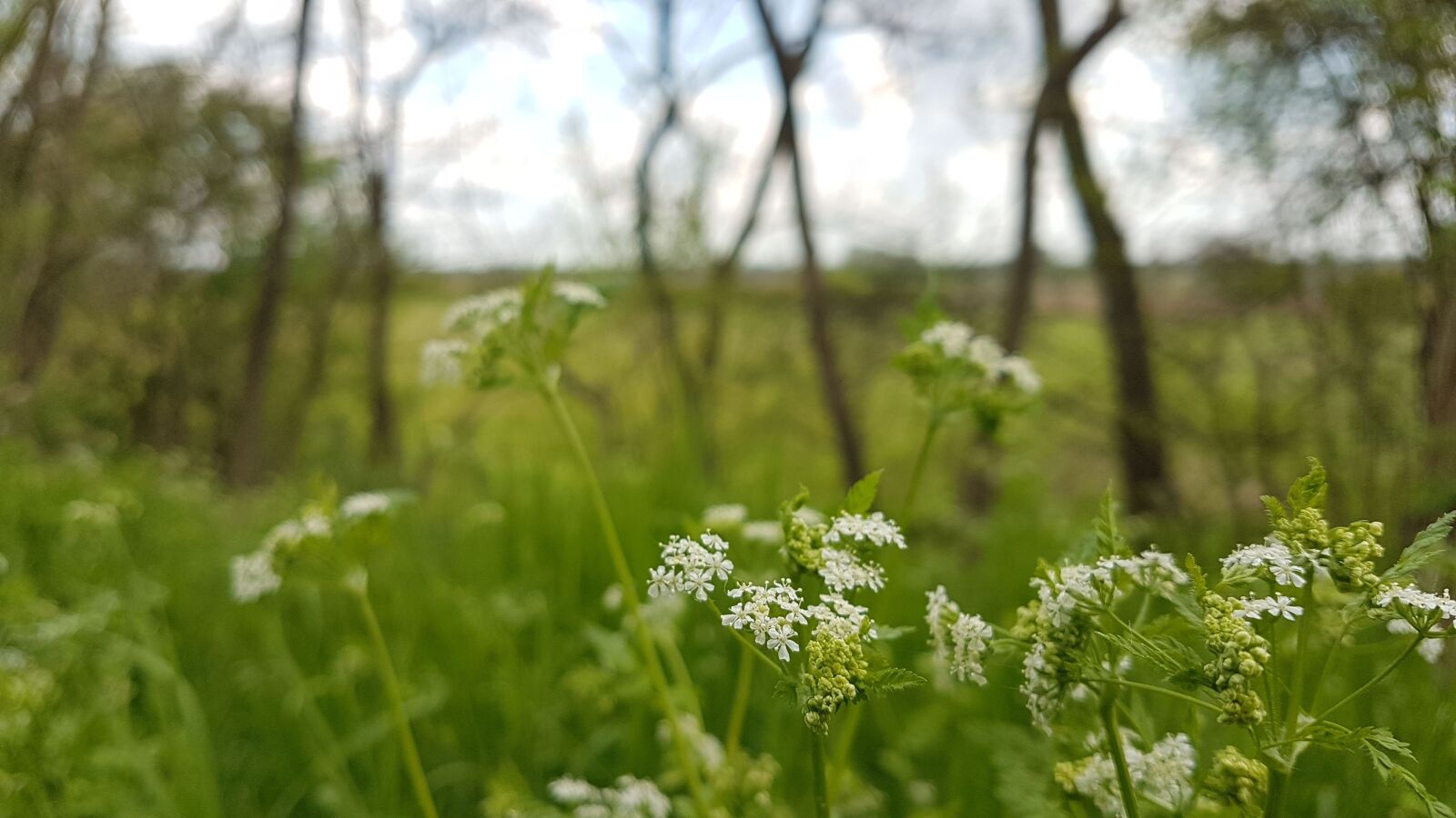 Samsung Galaxy S7 sample photo. Nature, harmony, flower photography