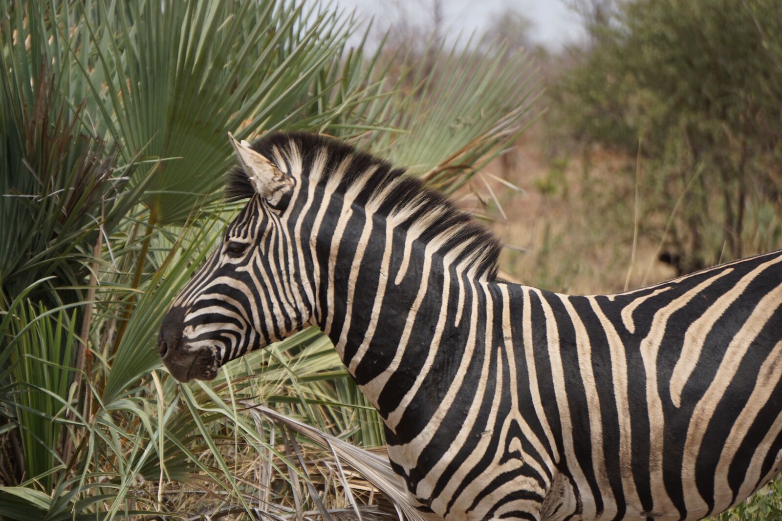 Sony E 55-210mm F4.5-6.3 OSS sample photo. Wildlife, south africa, africa photography