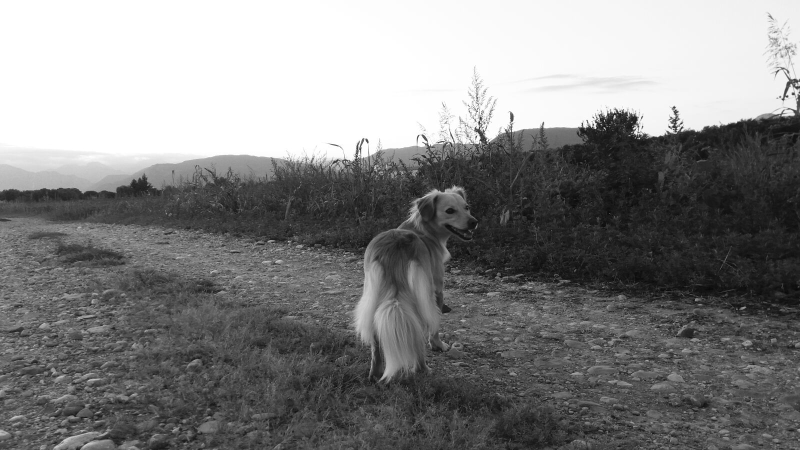 Samsung Galaxy J5 sample photo. Dog, doggy, mestizo photography