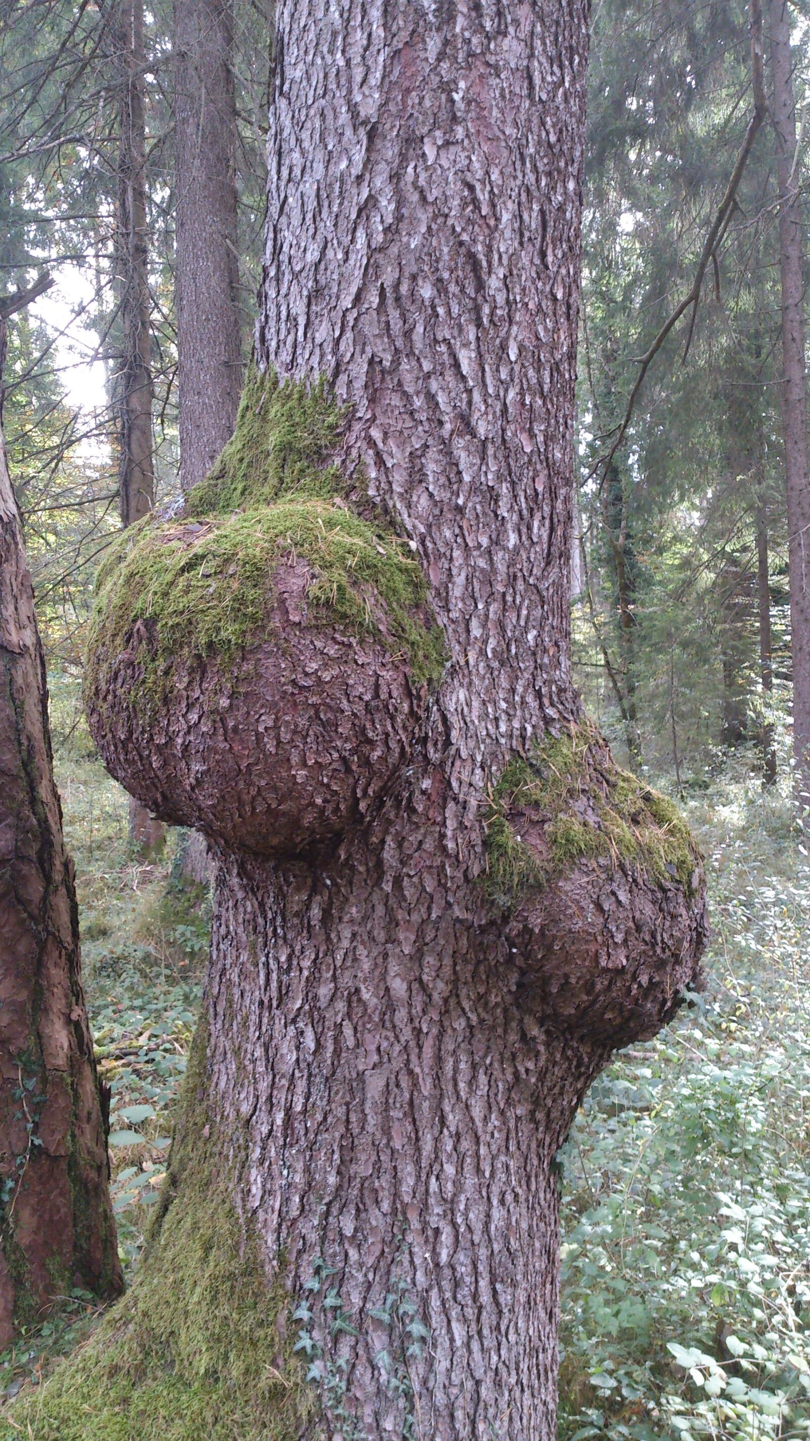 Sony Xperia T sample photo. Tree, bark, goiter photography