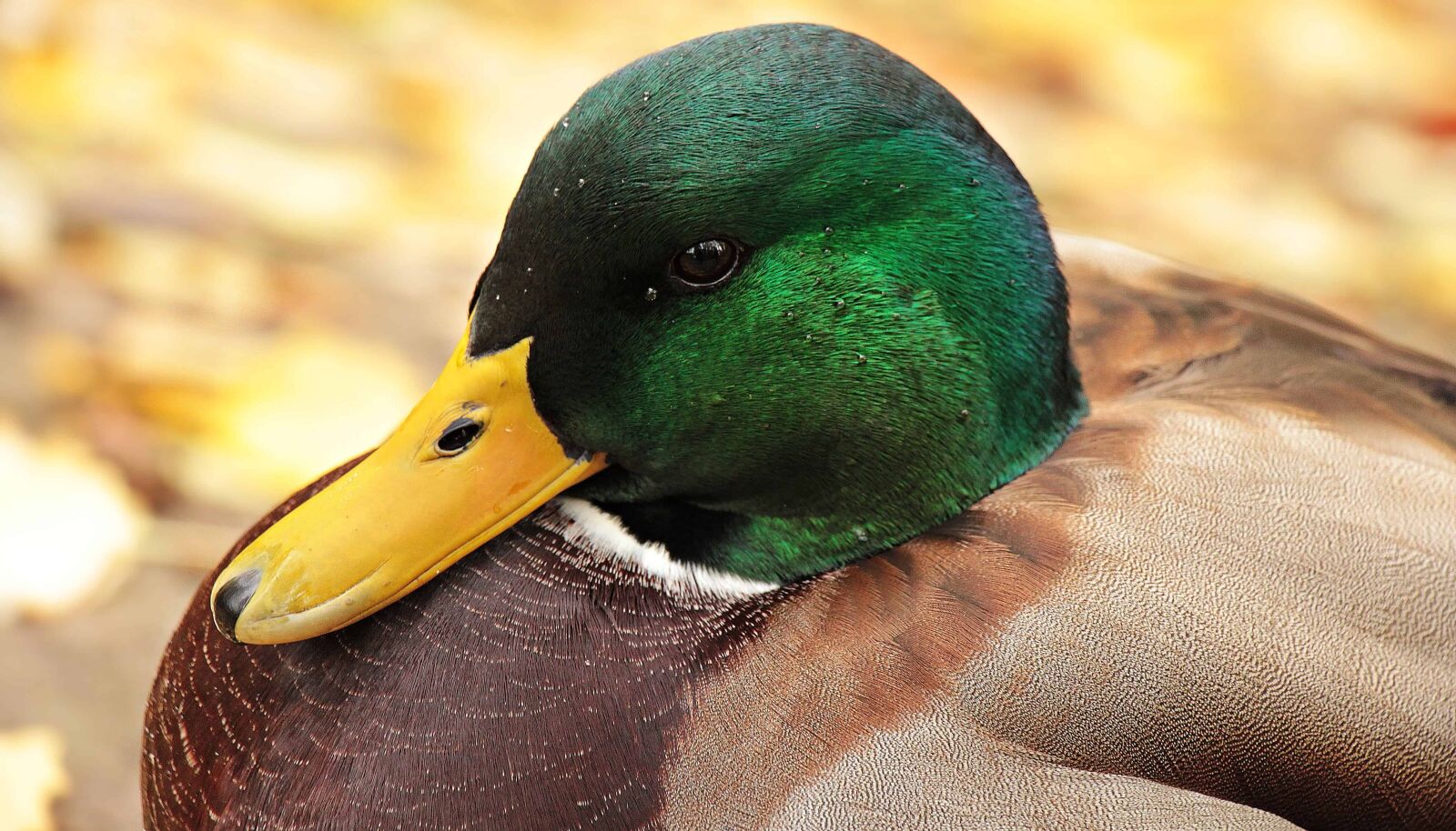 Canon EOS 550D (EOS Rebel T2i / EOS Kiss X4) sample photo. Bird, wild duck, nature photography