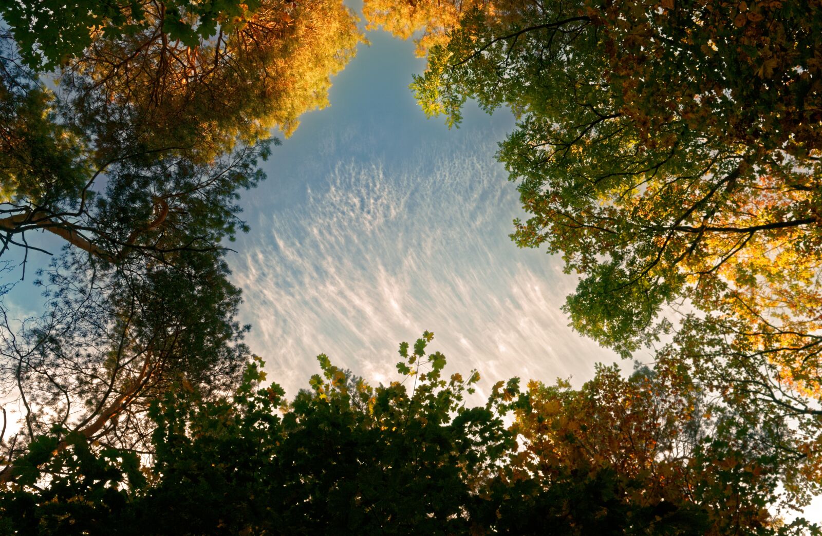 Nikon D3100 sample photo. Landscape, forest, autumn photography
