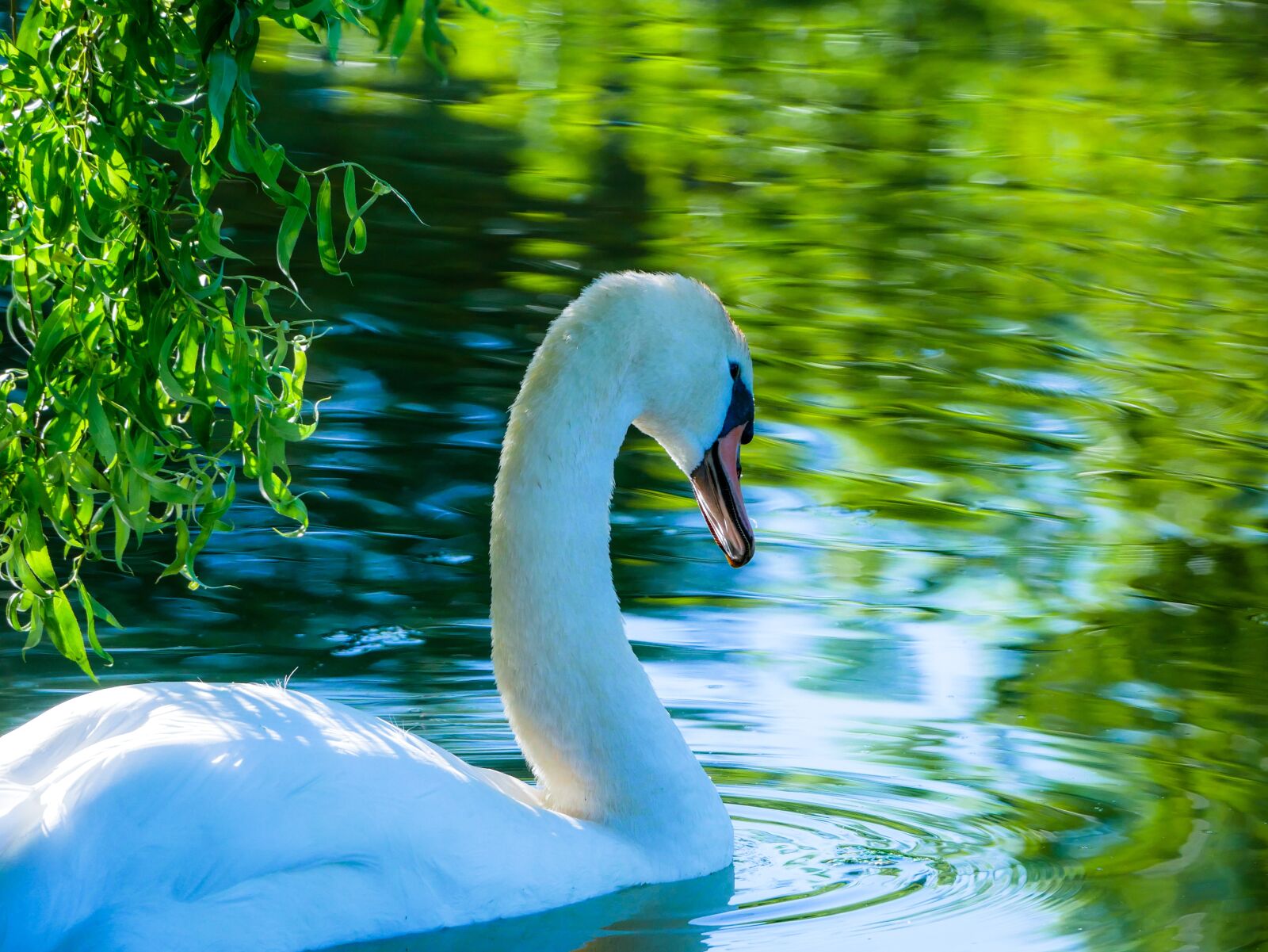Panasonic Lumix DMC-GX85 (Lumix DMC-GX80 / Lumix DMC-GX7 Mark II) sample photo. Swan, lake, pond photography
