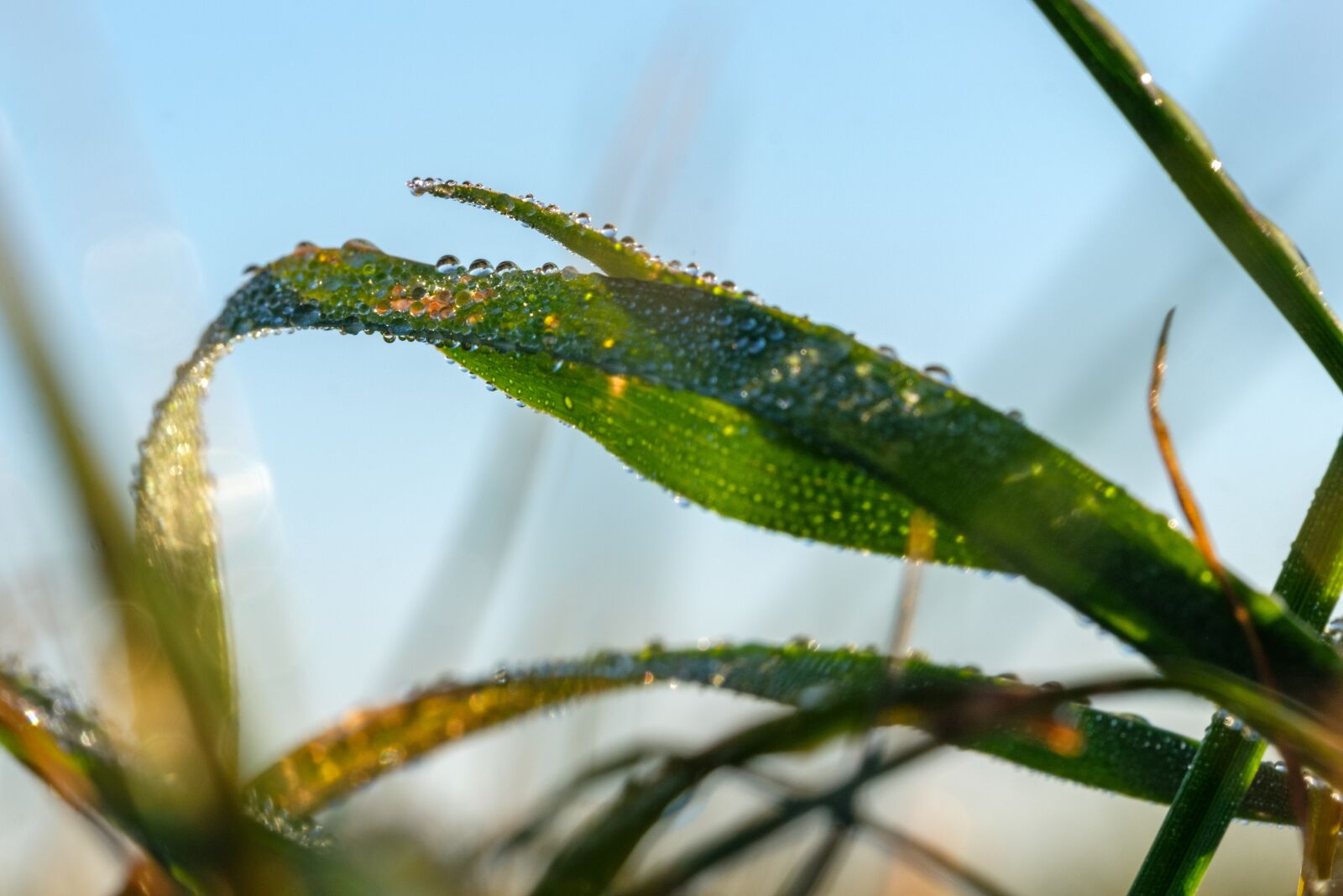 Fujifilm X-T2 + Fujifilm XF 80mm F2.8 R LM OIS WR Macro sample photo. Grass, blade of grass photography