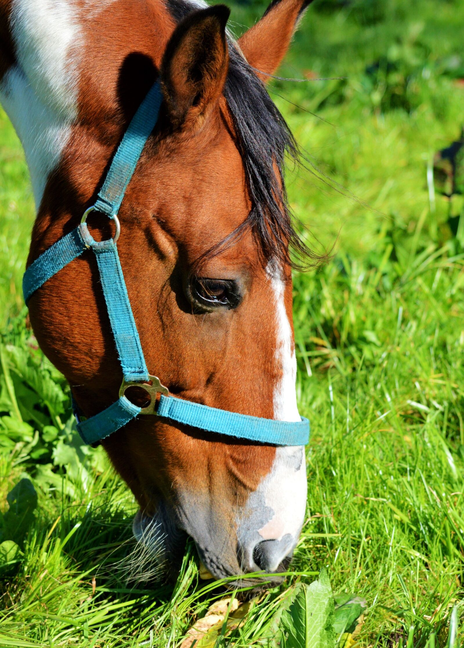 Nikon D3200 sample photo. Horse, ride, reiter photography