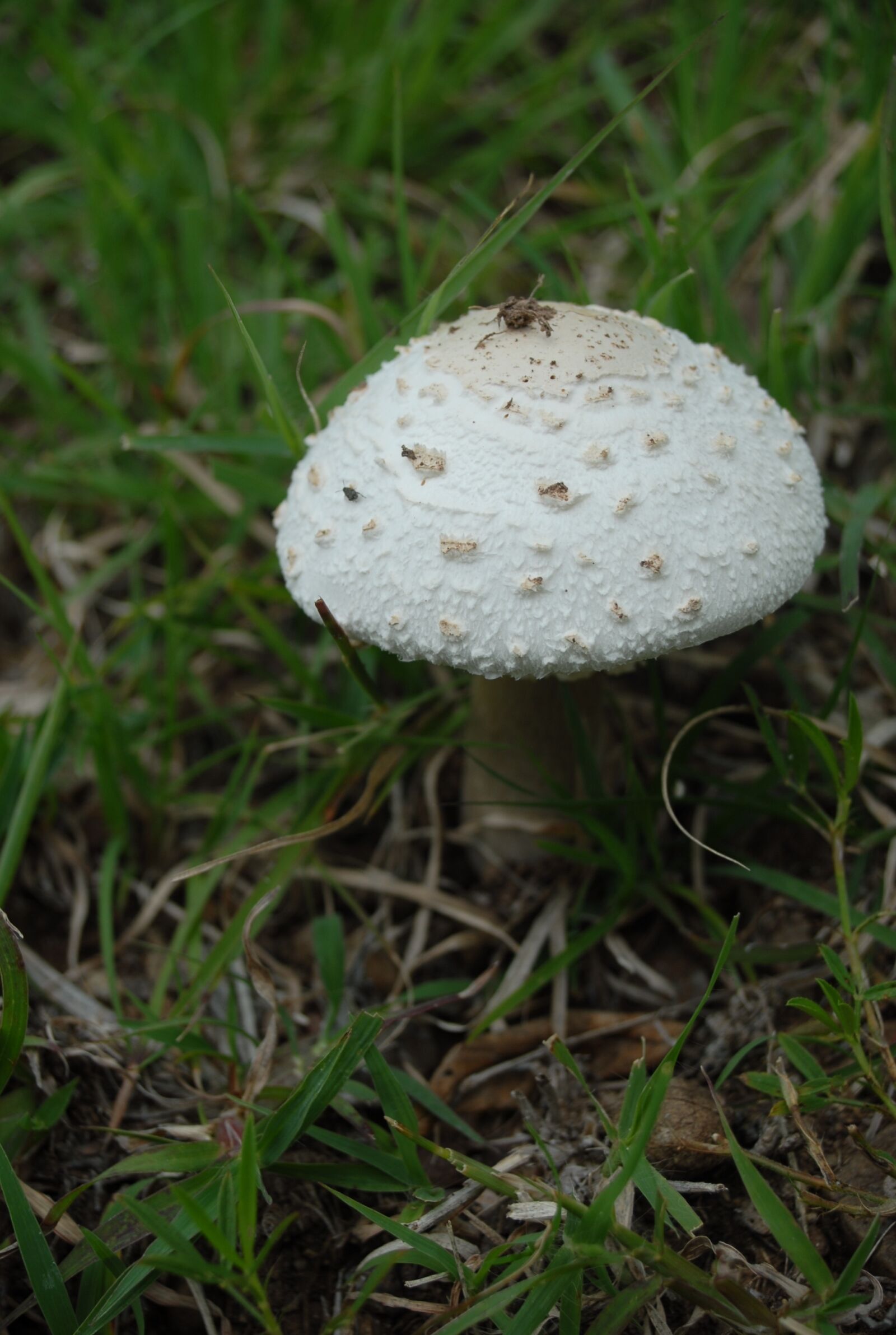 Nikon D200 sample photo. Fungus, edible, nature photography
