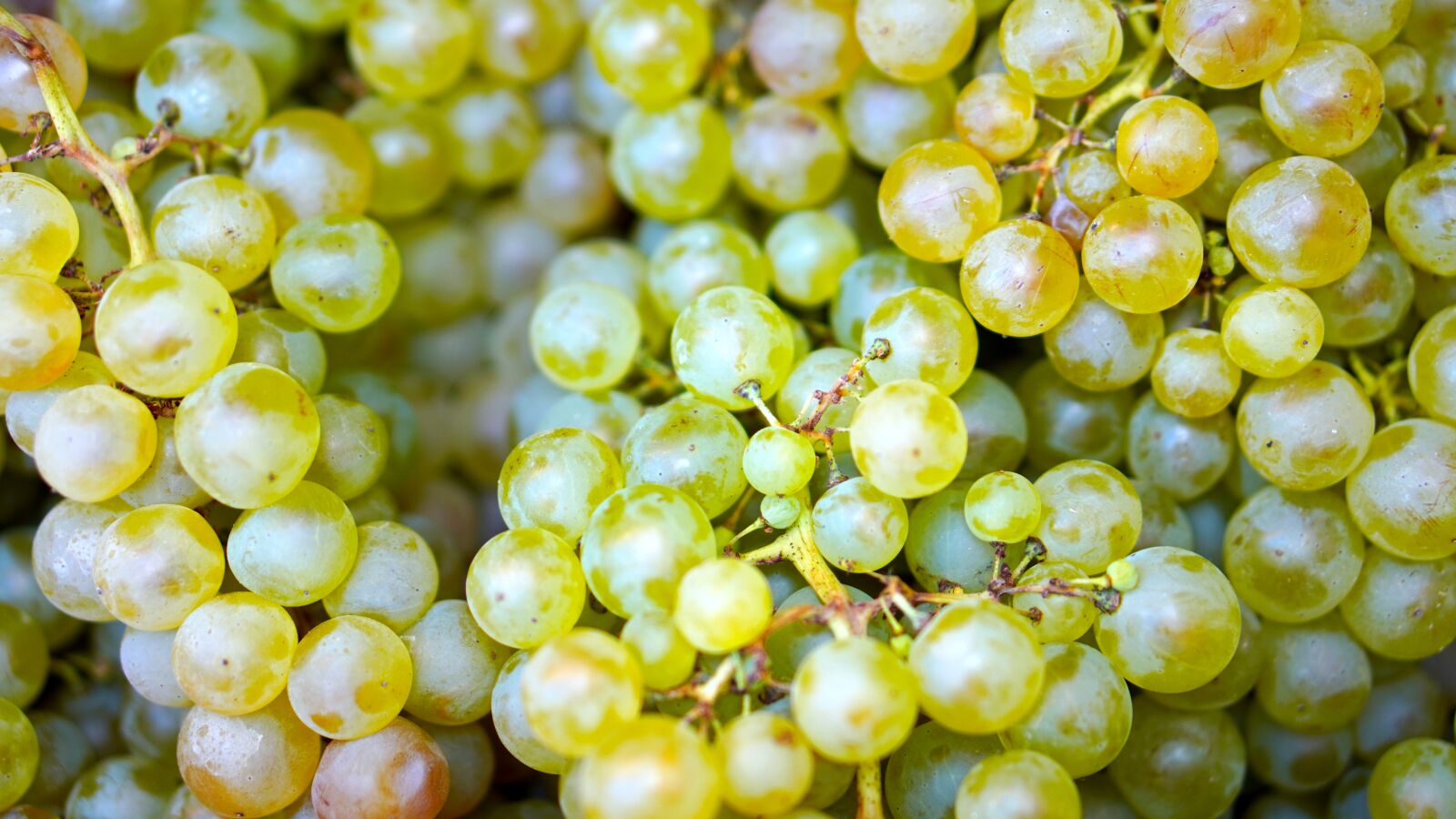 Sony a6400 + E 50mm F1.8 OSS sample photo. Grapes, ripe, harvest photography
