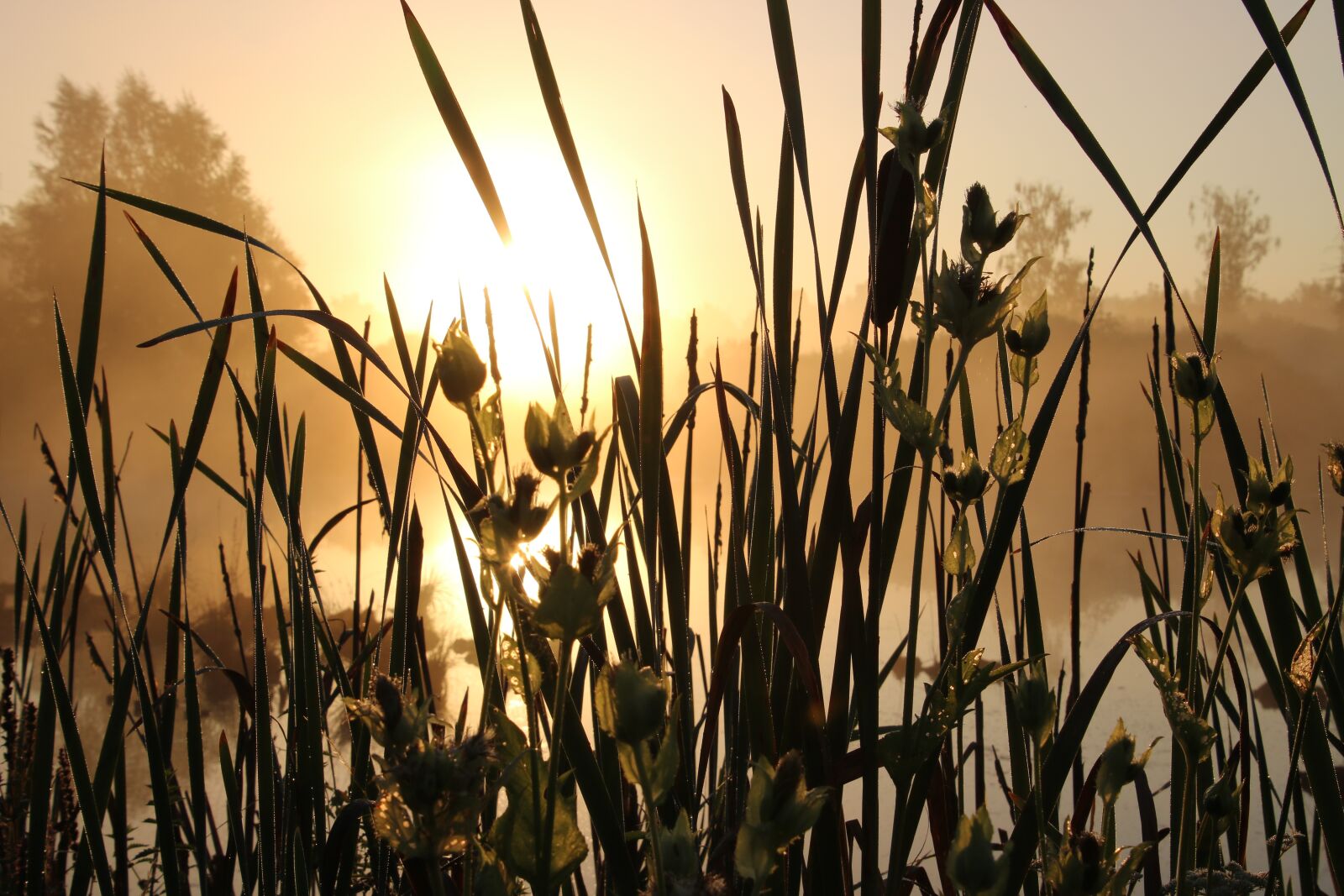 Canon EOS 760D (EOS Rebel T6s / EOS 8000D) sample photo. Sunrise, grass, lake photography