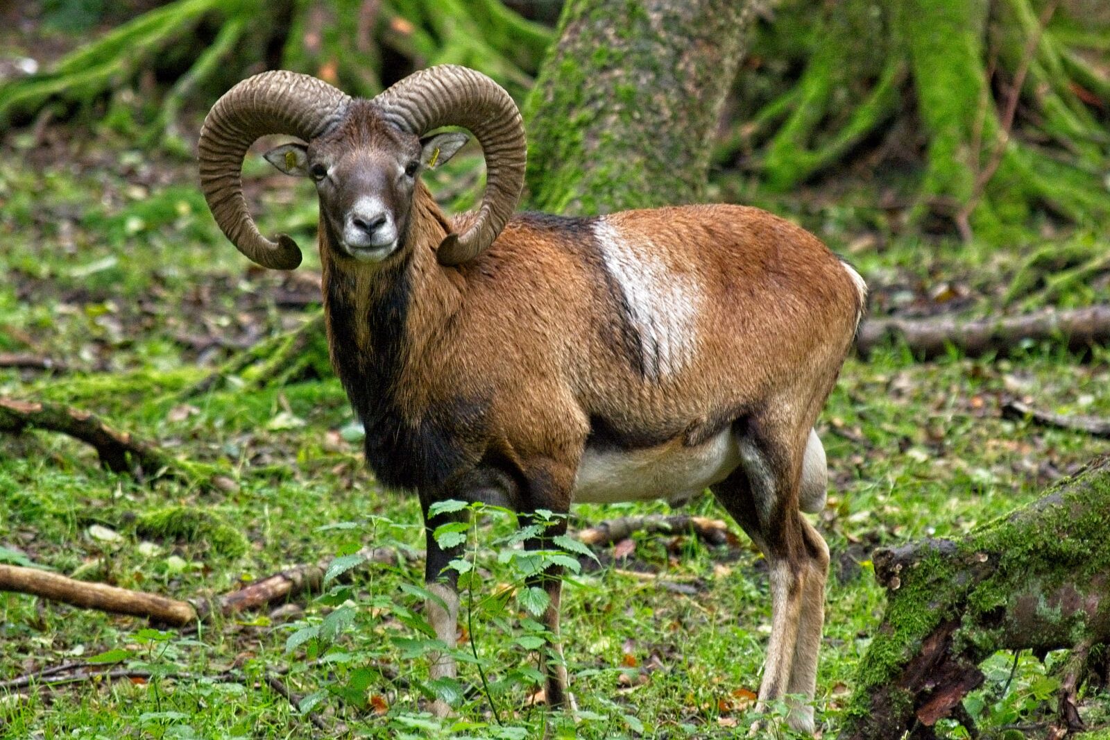 Nikon D7100 sample photo. Mouflon, wild sheep, nature photography