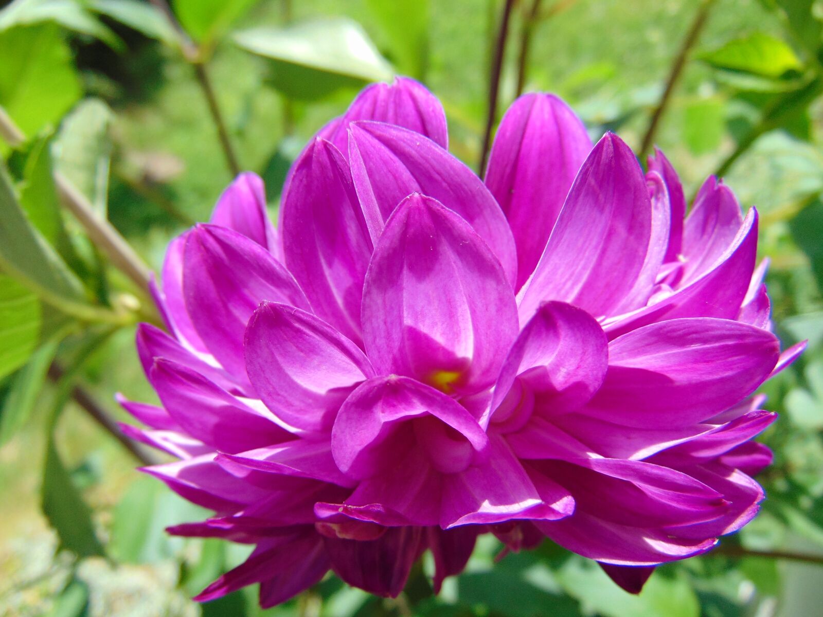Sony Cyber-shot DSC-H300 sample photo. Flower, southern sun, 2018 summer photography