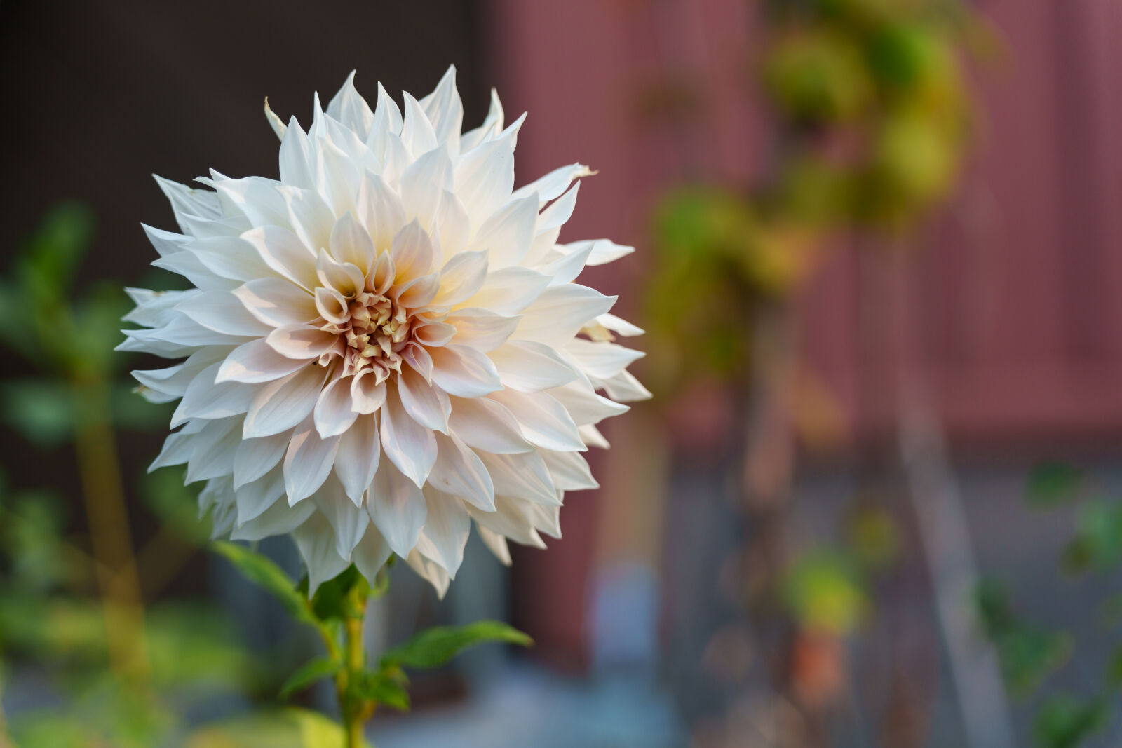 Sigma 28-105mm F2.8 DG DN | Art sample photo. Flower bokeh photography