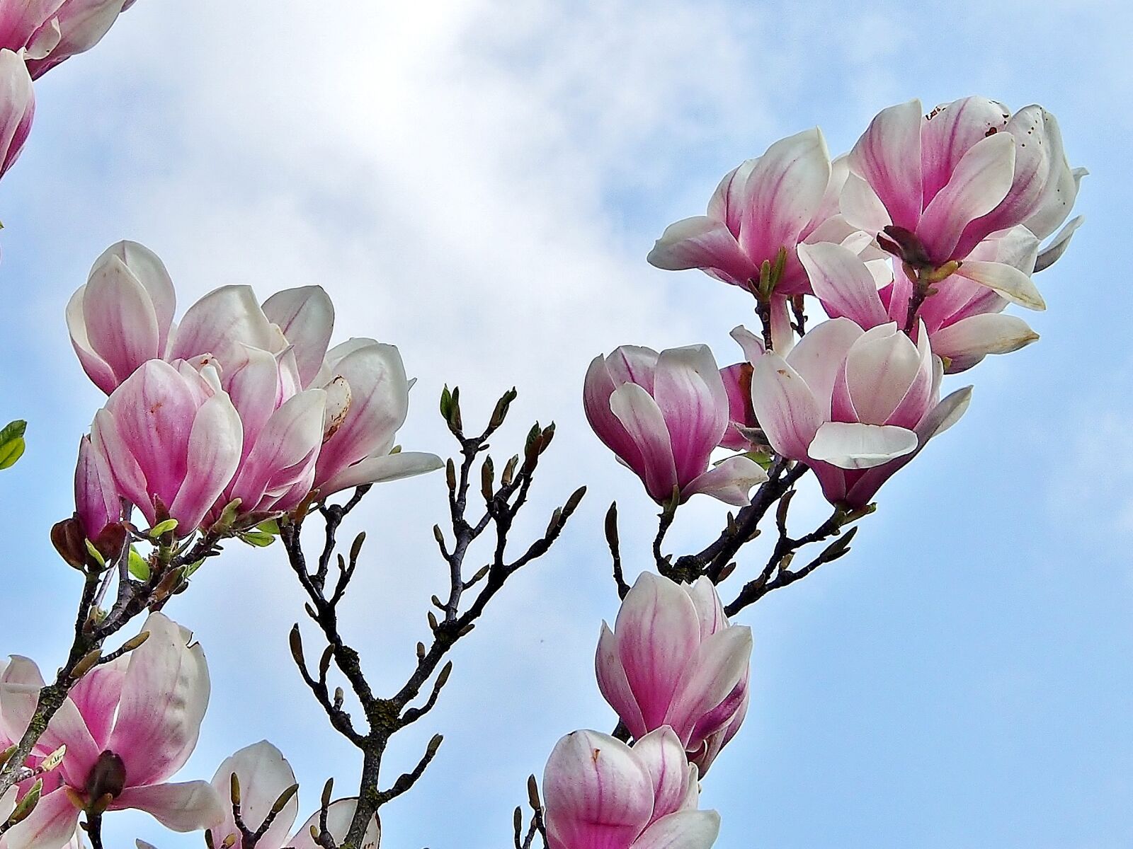 Olympus OM-D E-M5 sample photo. Magnolia, flower, plant photography