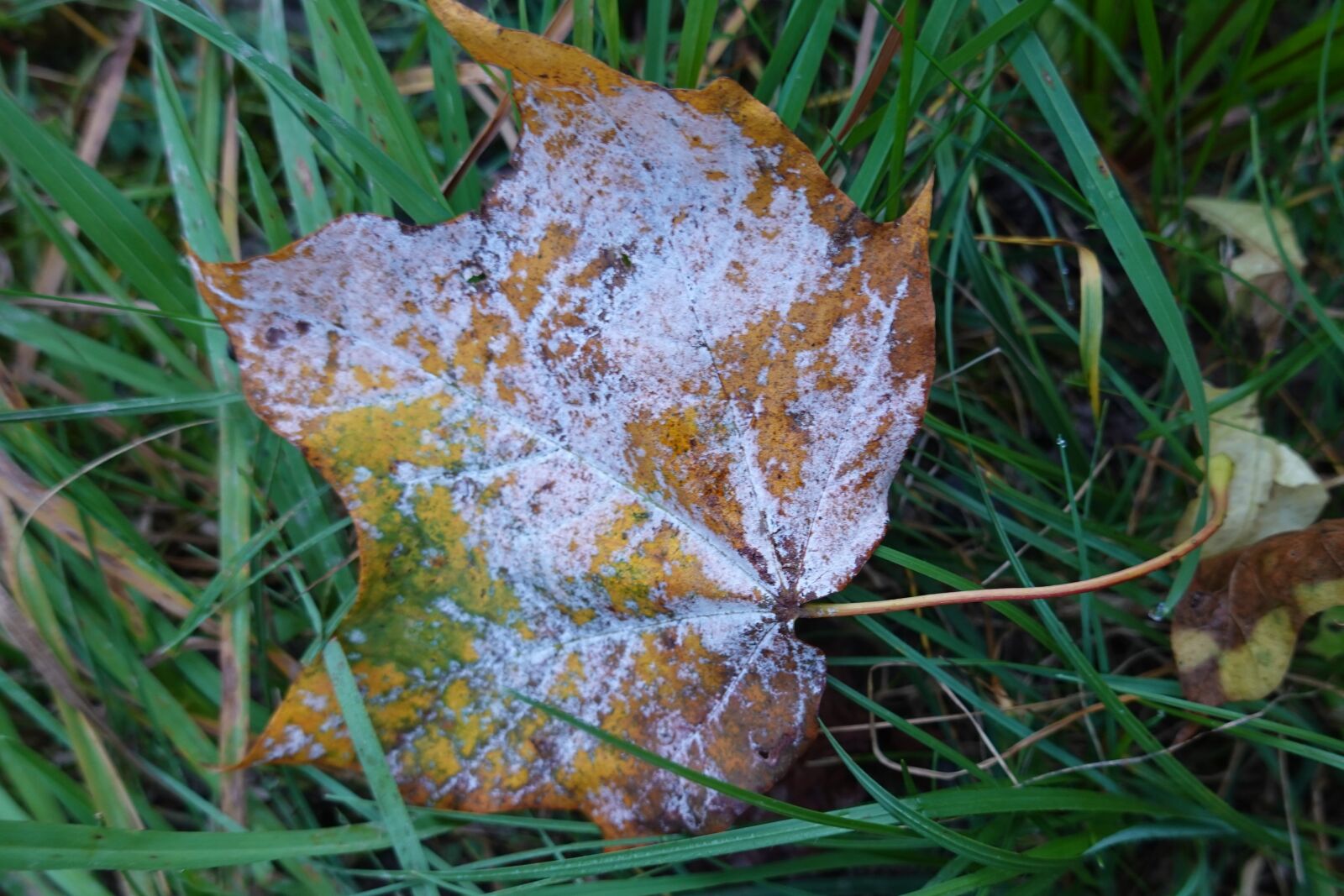 Sony DSC-RX100M7 sample photo. Leaf, nature, autumn photography