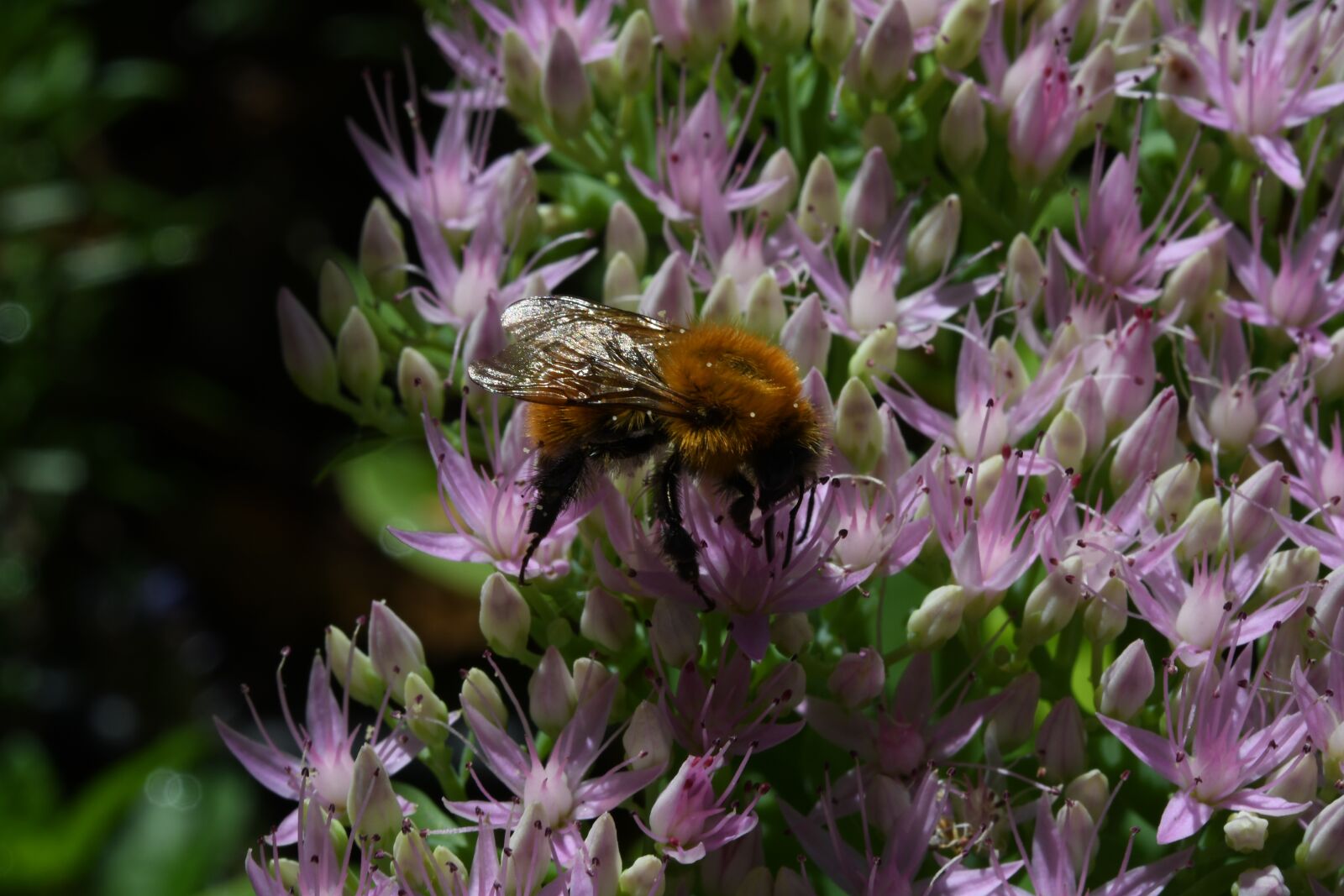 Nikon D7500 sample photo. Flowers, insect, nectar photography