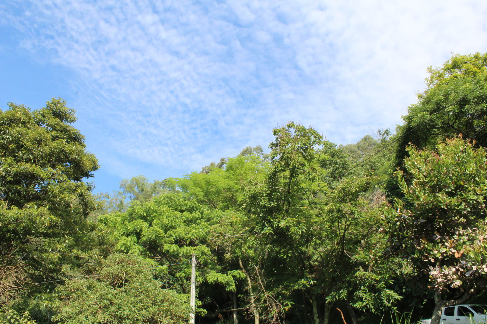 Canon EOS 1300D (EOS Rebel T6 / EOS Kiss X80) sample photo. Blue, sky, forest photography