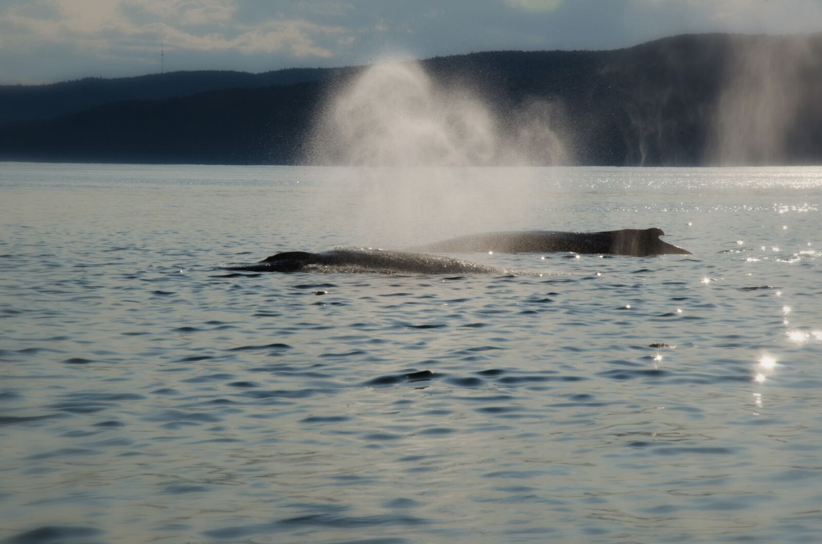 Nikon D7000 sample photo. Whale, mountain, sky photography