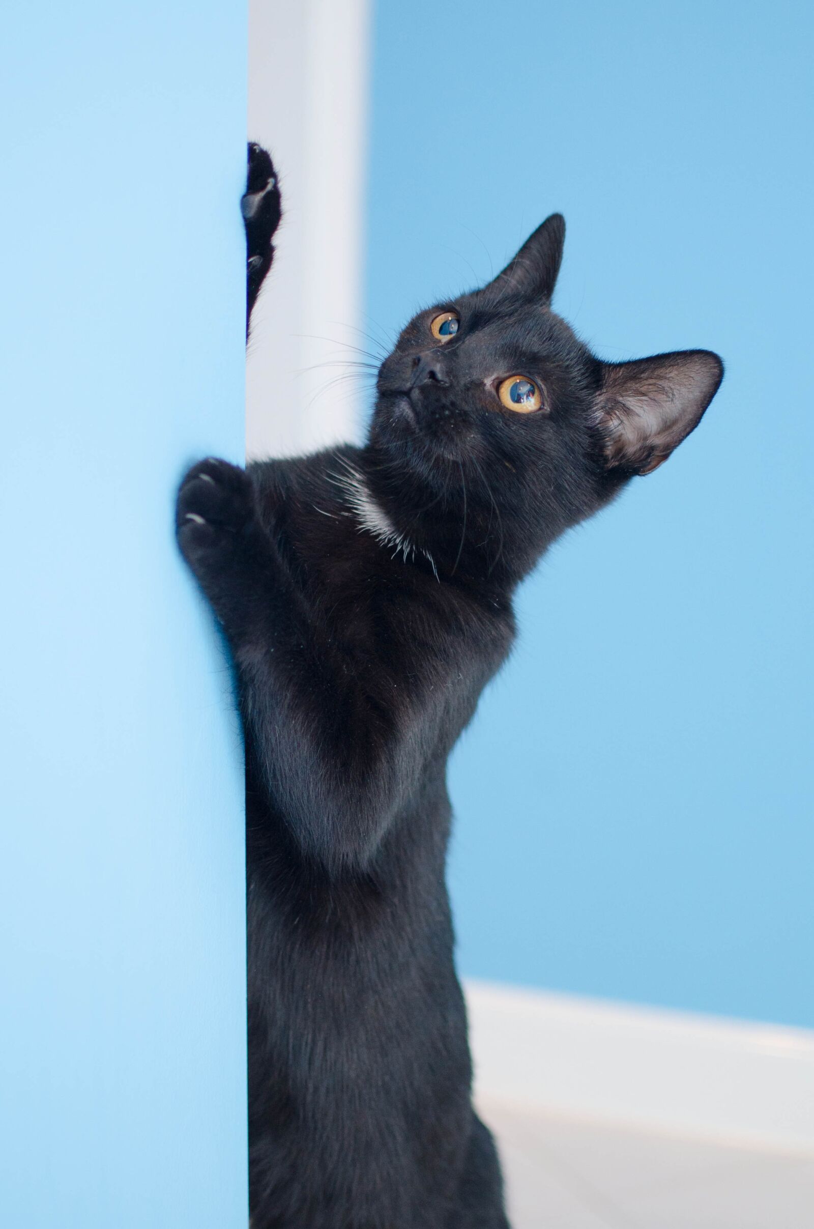 Nikon D7000 sample photo. Cat, black cat, cat photography