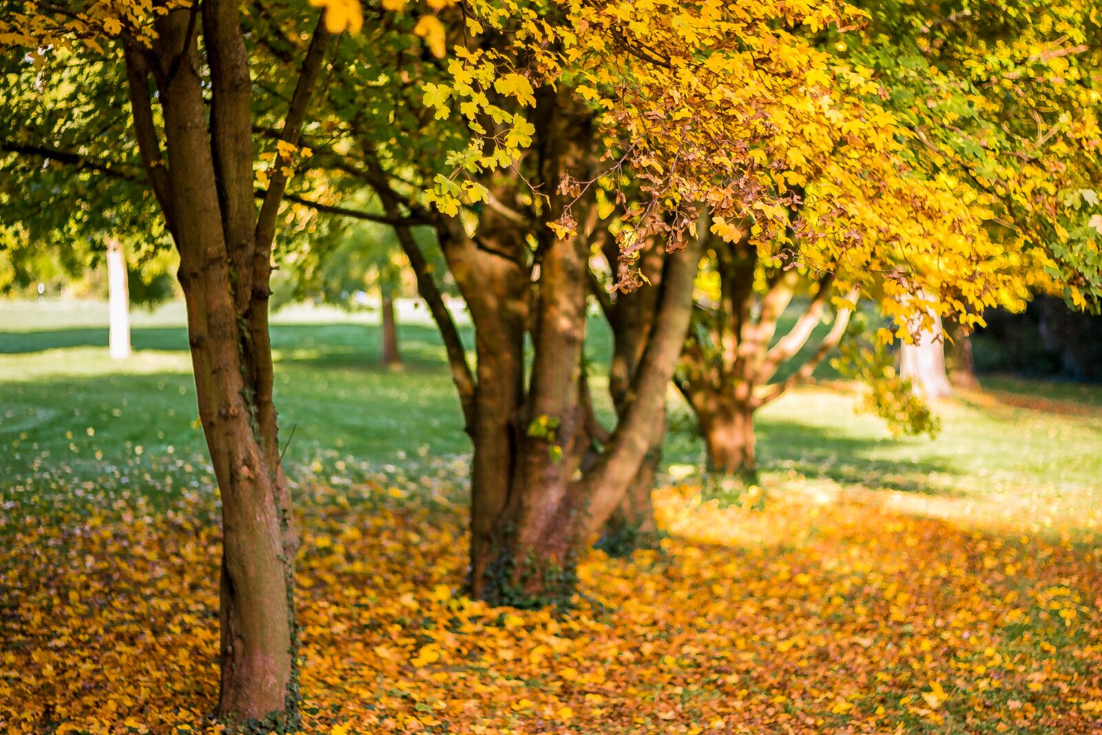 Canon EOS 70D + Canon EF 50mm F1.8 STM sample photo. Fall, autumn, nature photography