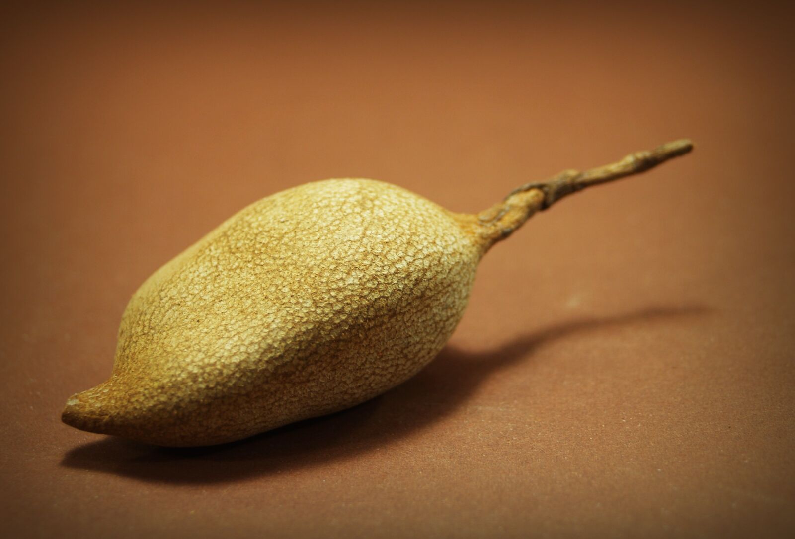 Olympus E-300 (EVOLT E-300) sample photo. Tamarind, isolated, ripe photography
