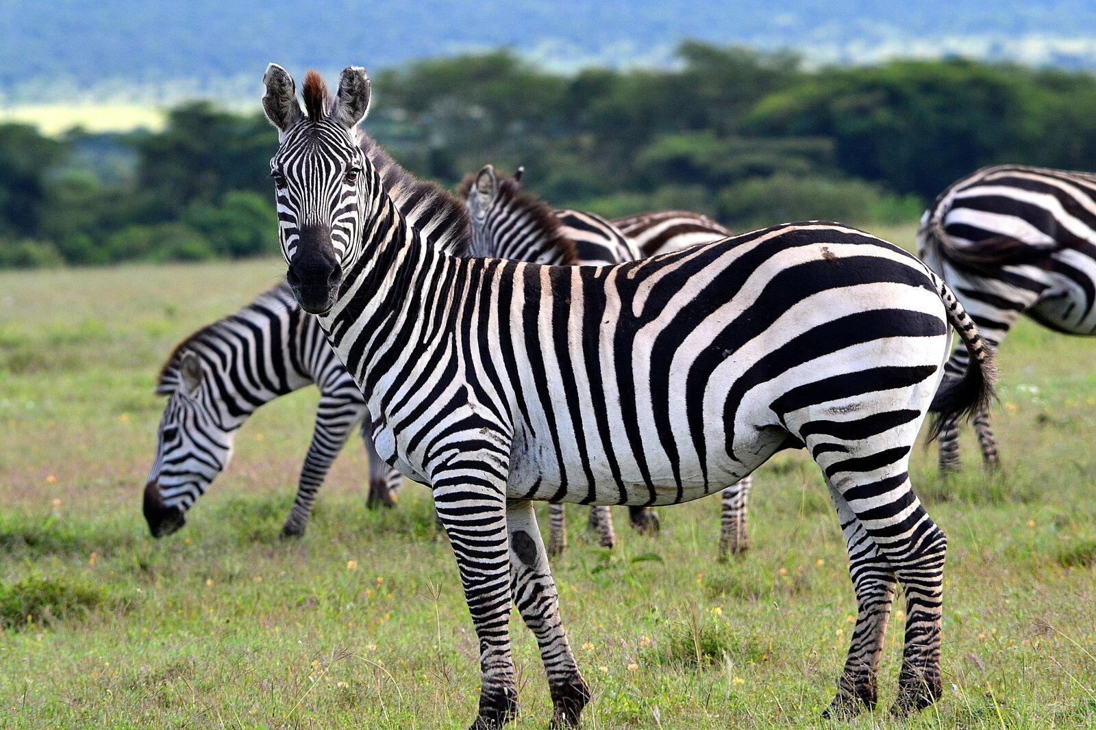 Nikon D3100 sample photo. Animal, africa, savanna photography