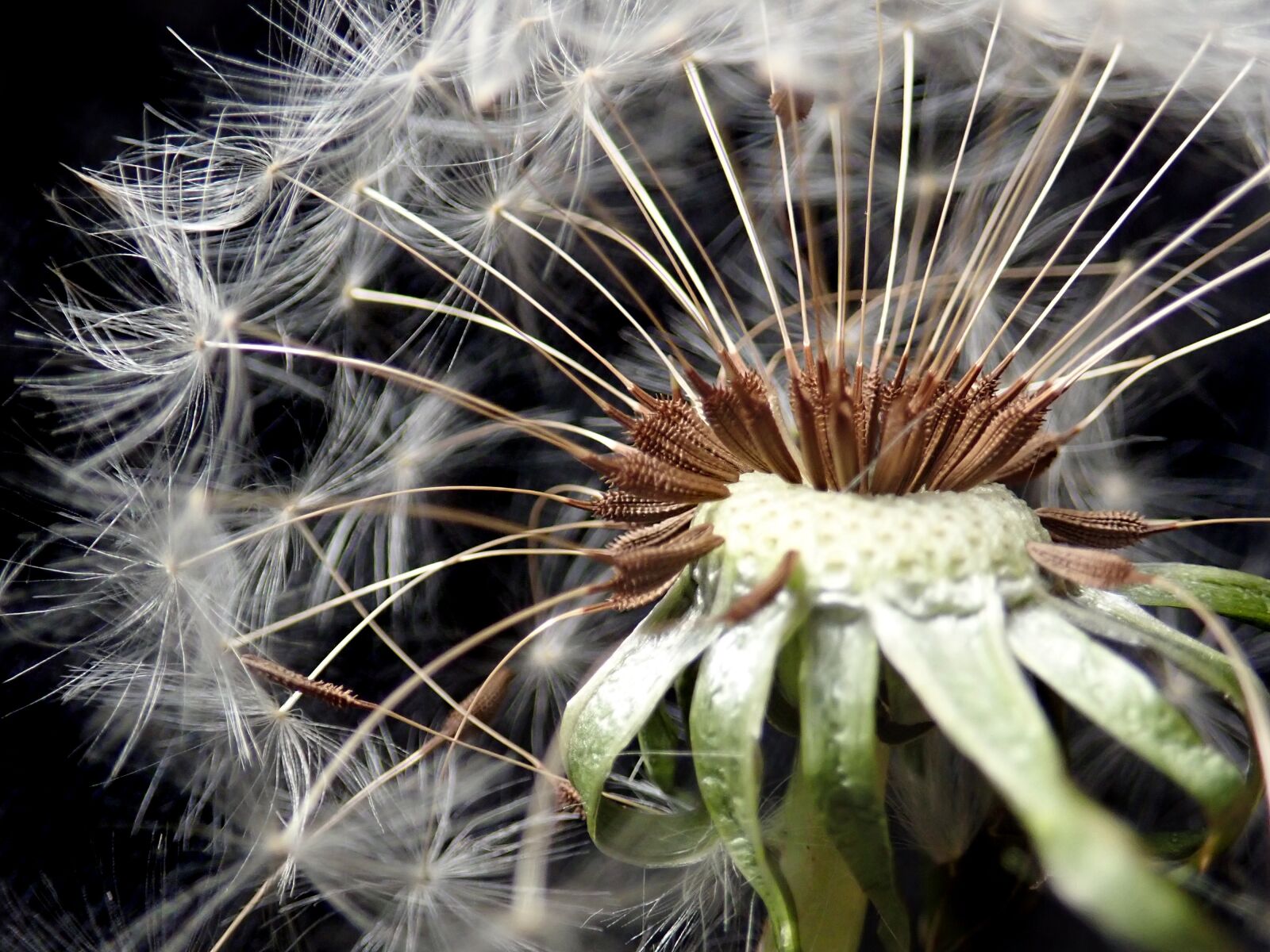 Olympus TG-5 sample photo. Dandelion, seed, plant photography