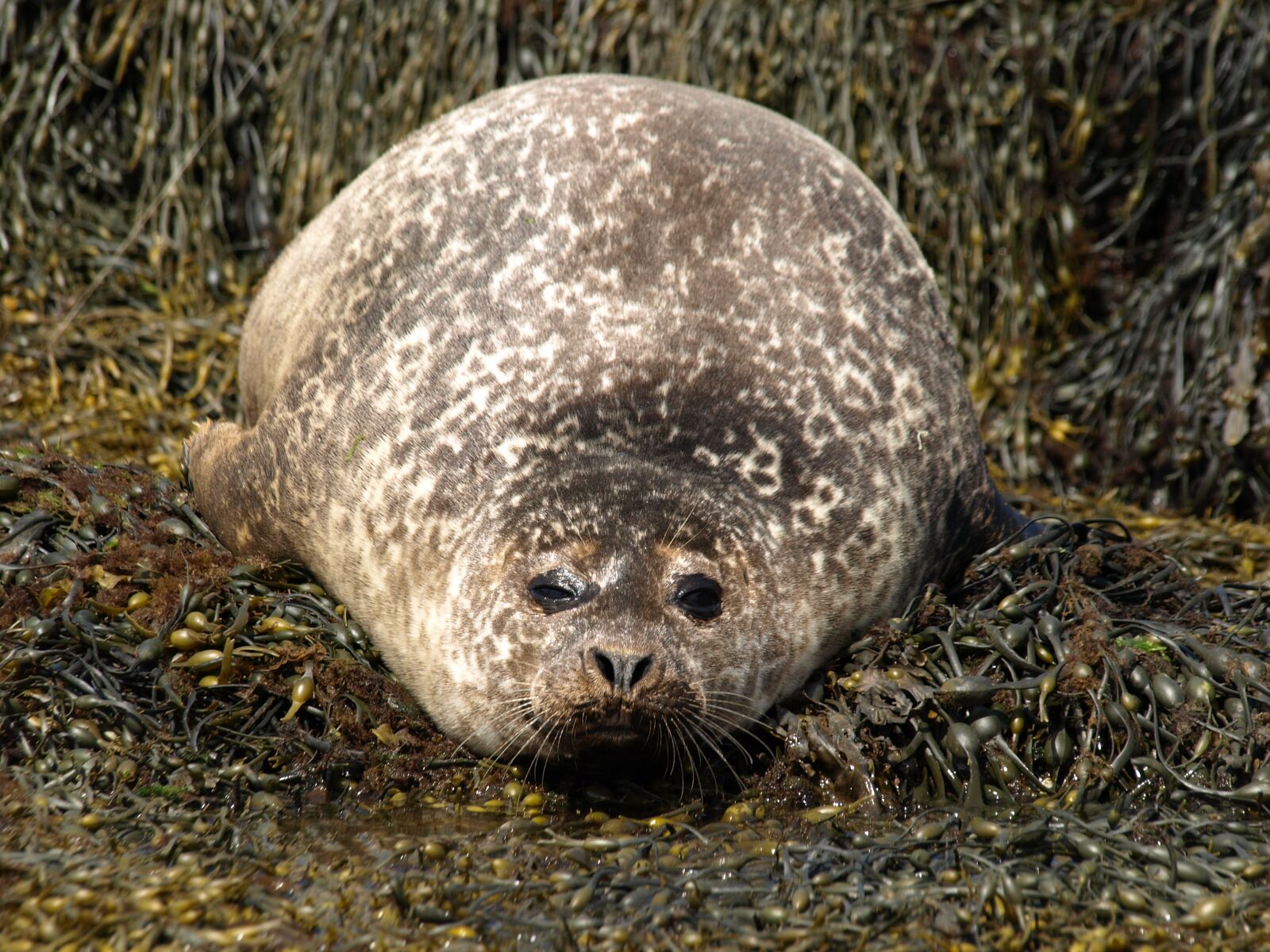 Olympus E-410 (EVOLT E-410) sample photo. Seal, seaweed, nature photography