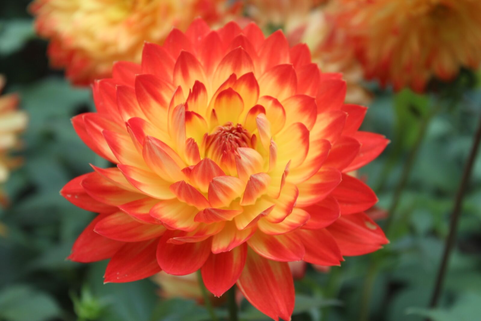 Canon EOS 600D (Rebel EOS T3i / EOS Kiss X5) sample photo. Flowers, bright, red photography