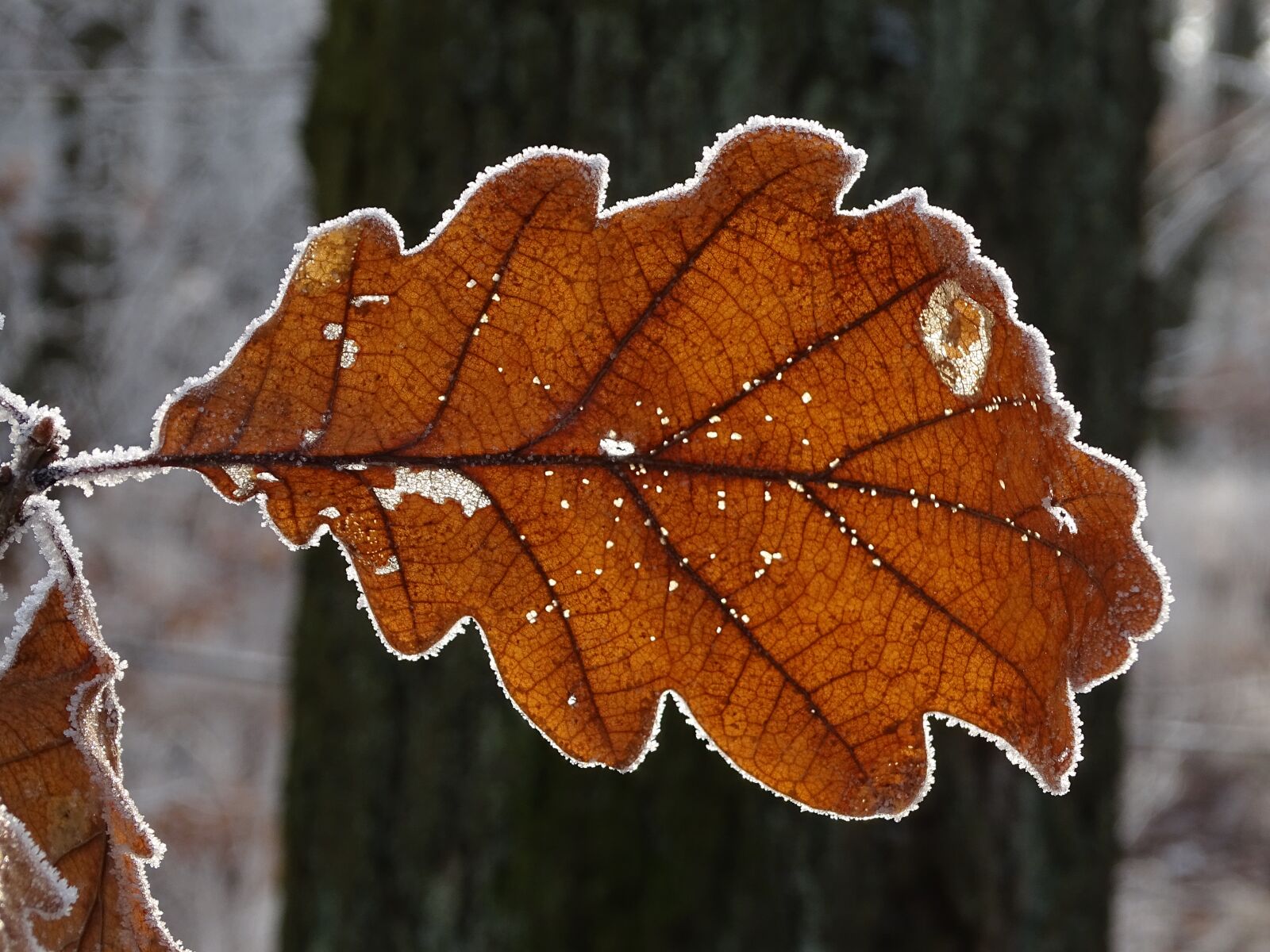 Sony Cyber-shot DSC-HX400V sample photo. Sheet, macro, icing photography