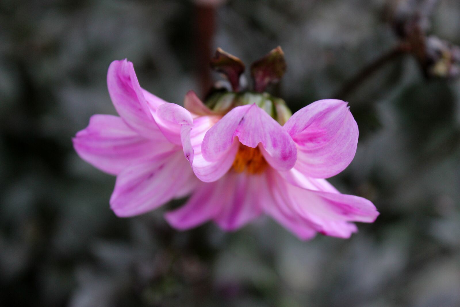 Canon EOS 600D (Rebel EOS T3i / EOS Kiss X5) sample photo. Purple flower, top view photography