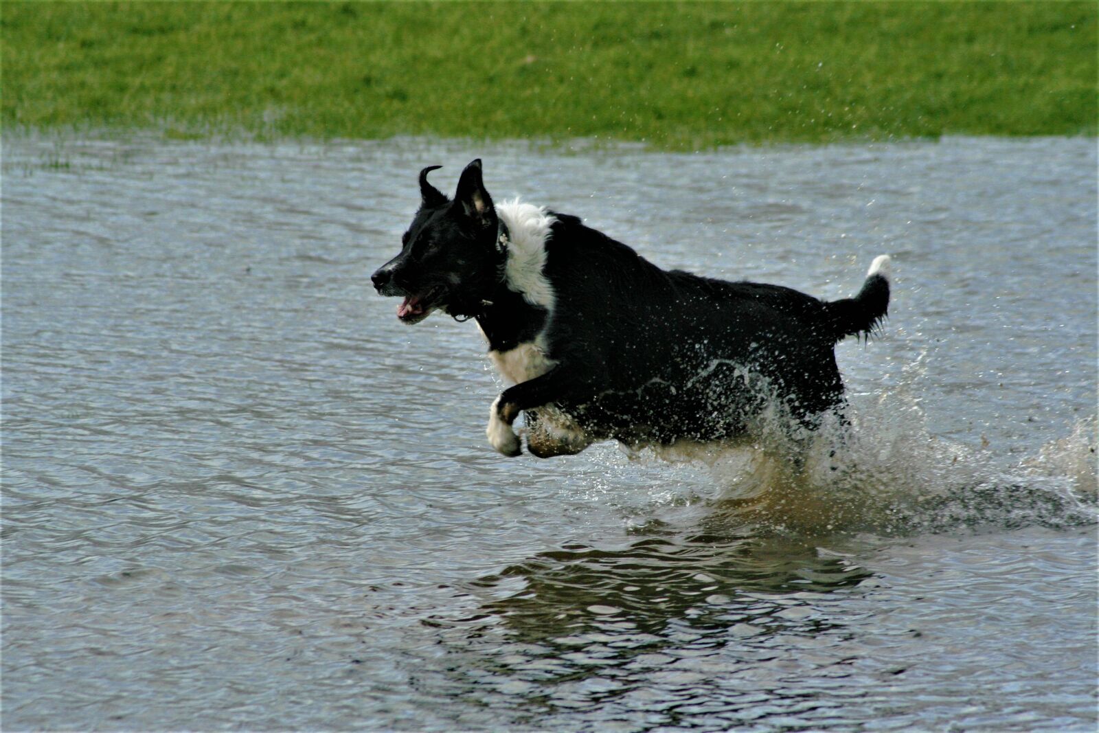 Canon EOS 350D (EOS Digital Rebel XT / EOS Kiss Digital N) sample photo. Dog, pet, playing photography