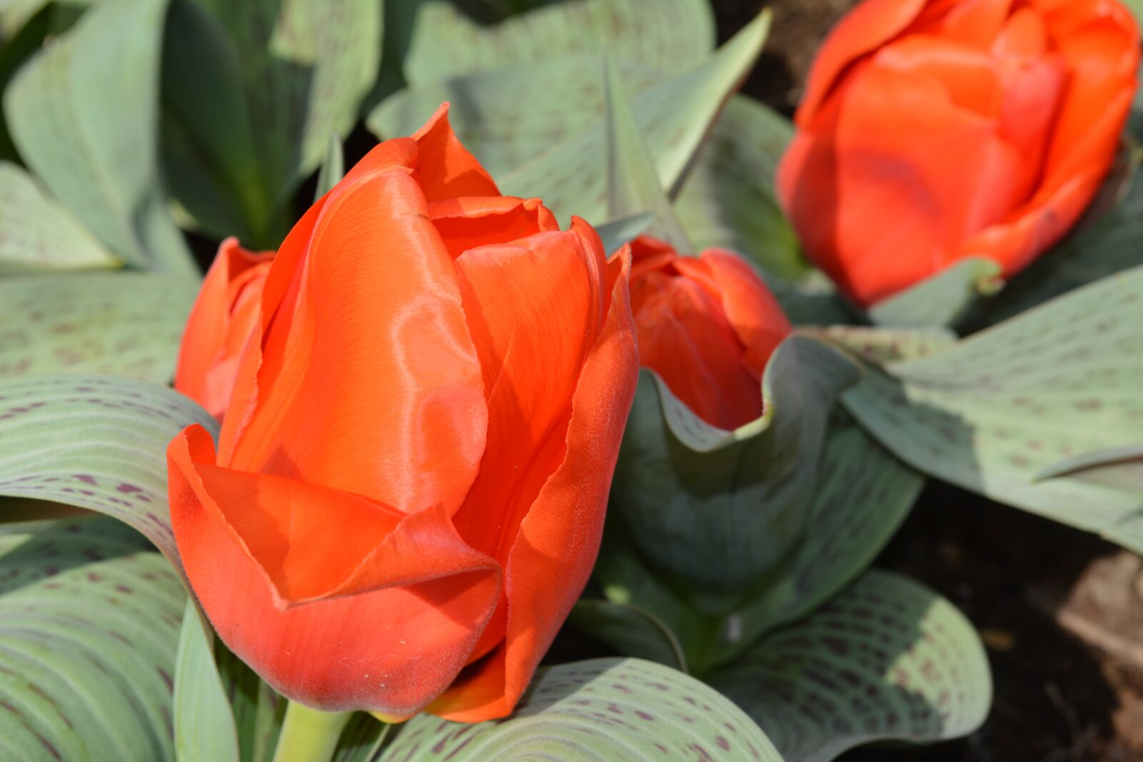Nikon D5200 sample photo. Flower, nature, plant photography