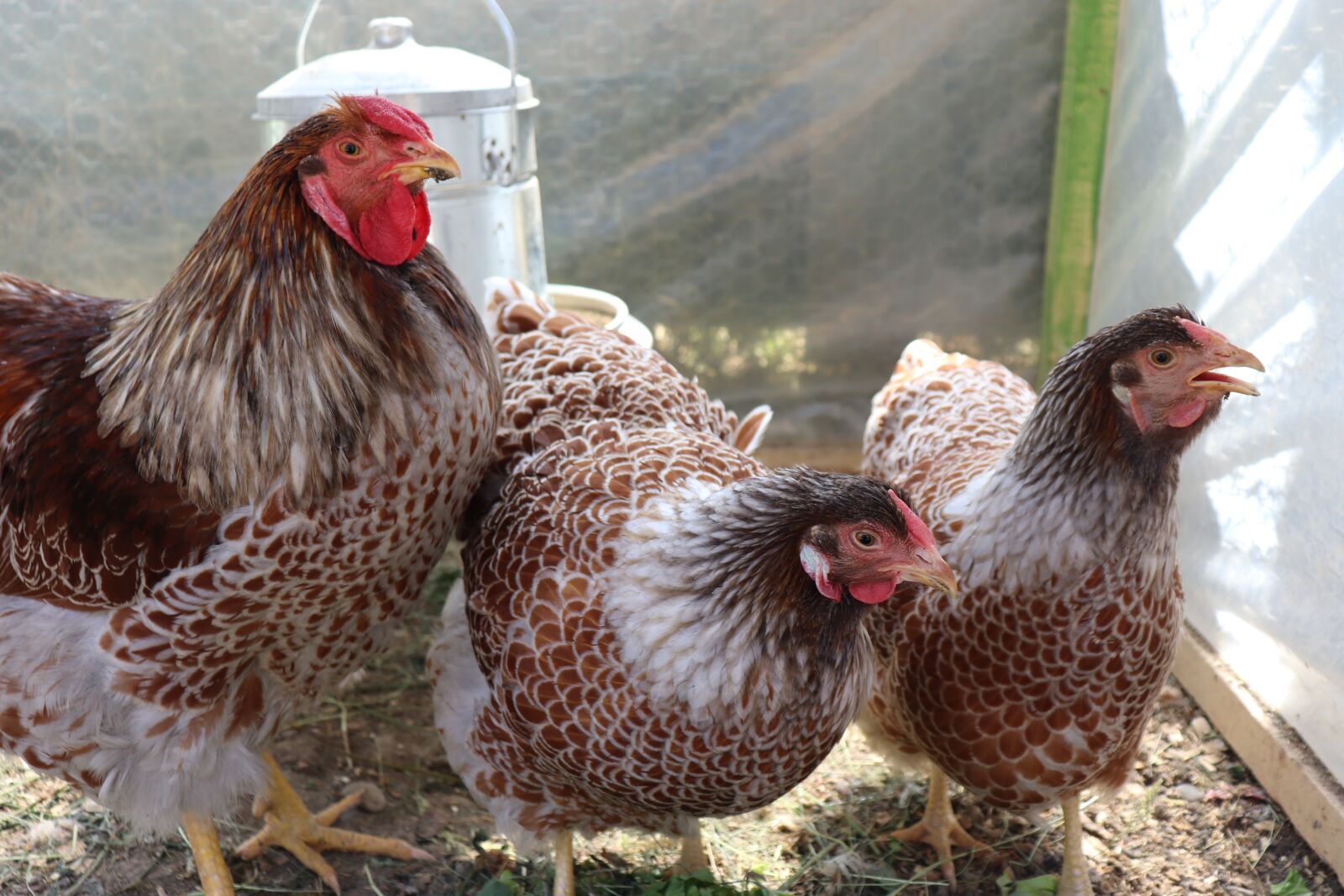 Canon EOS 200D (EOS Rebel SL2 / EOS Kiss X9) sample photo. Wyandotte, chicken, black photography